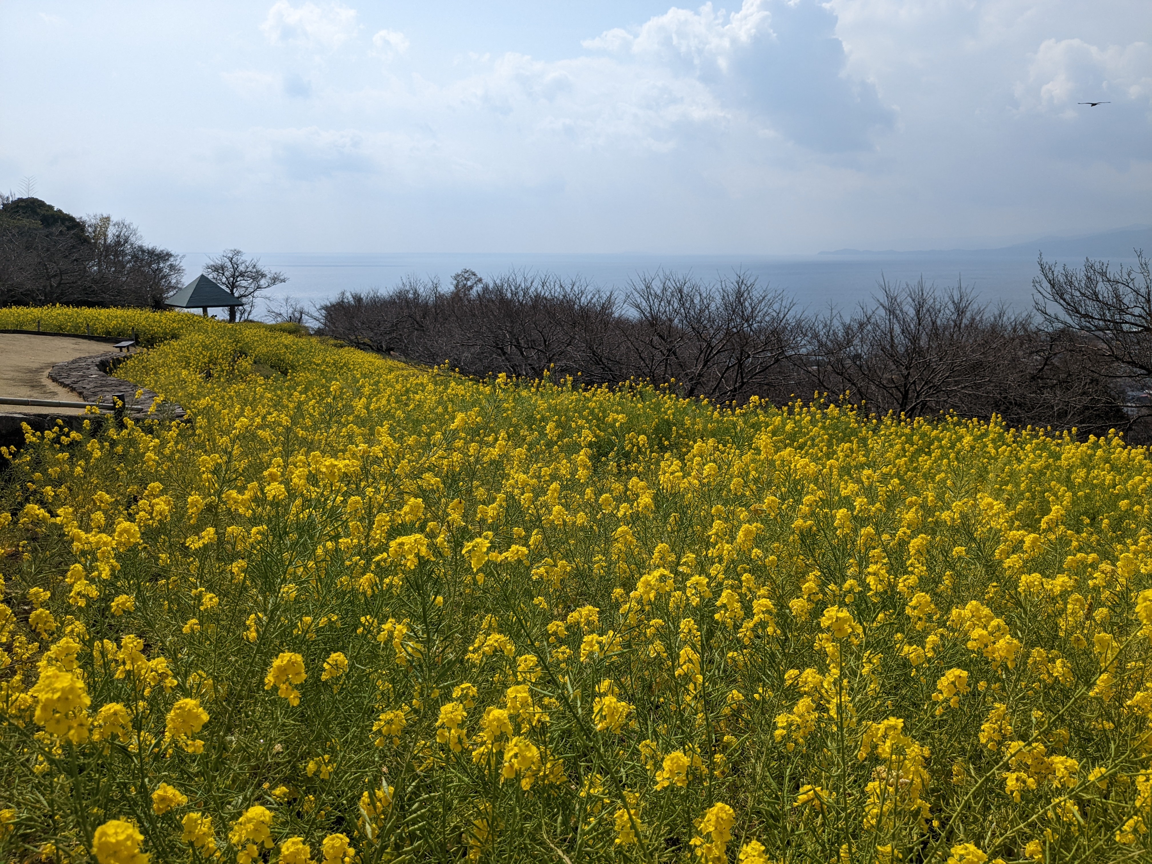 令和5年3月10日の菜の花3