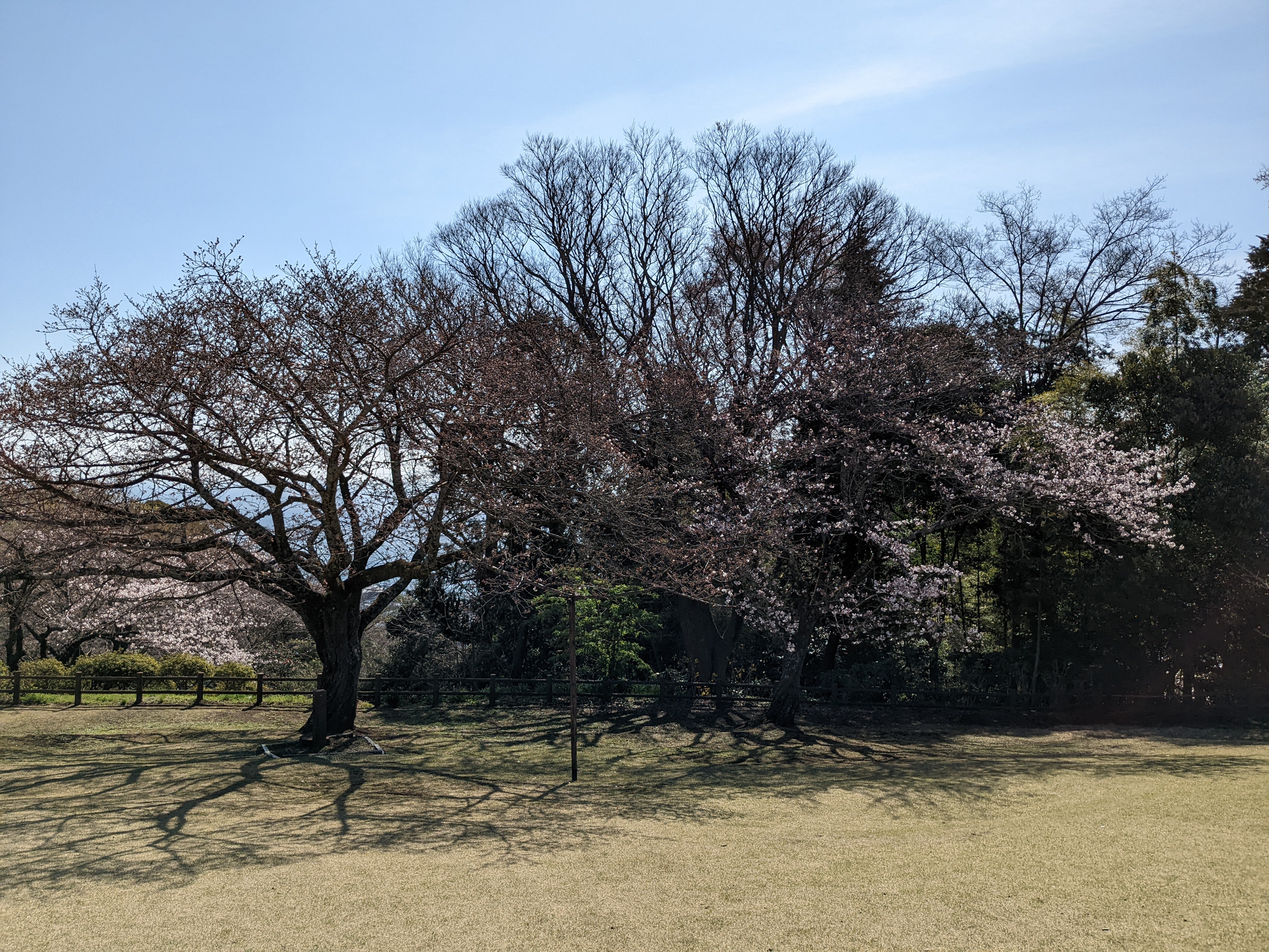 令和5年3月22日桜1