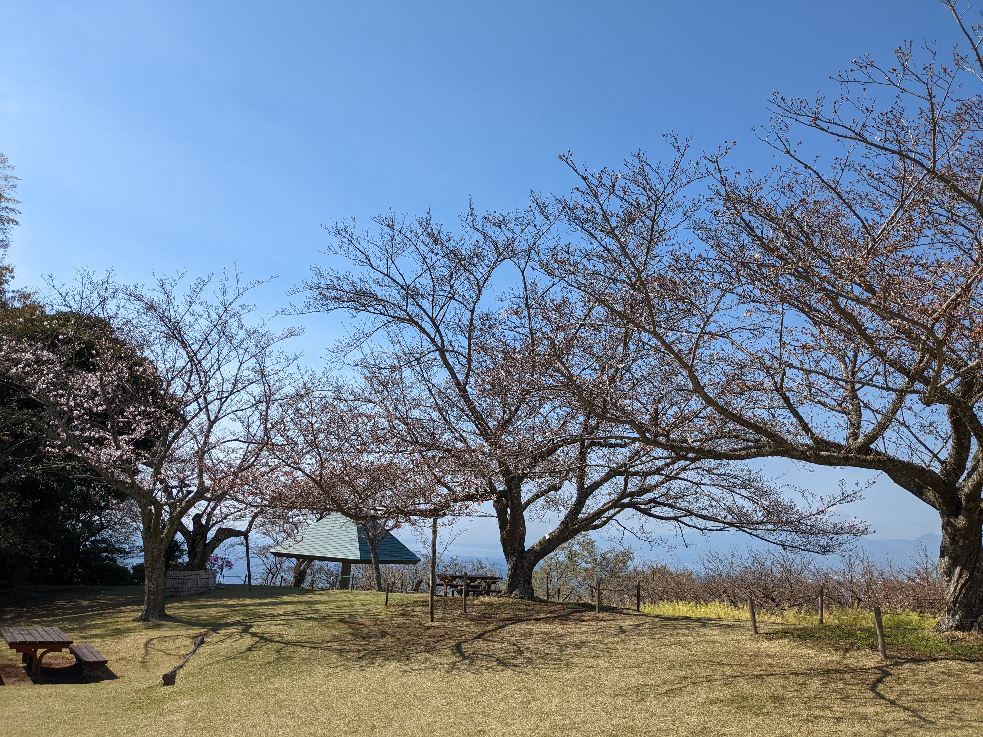 令和5年3月22日桜2