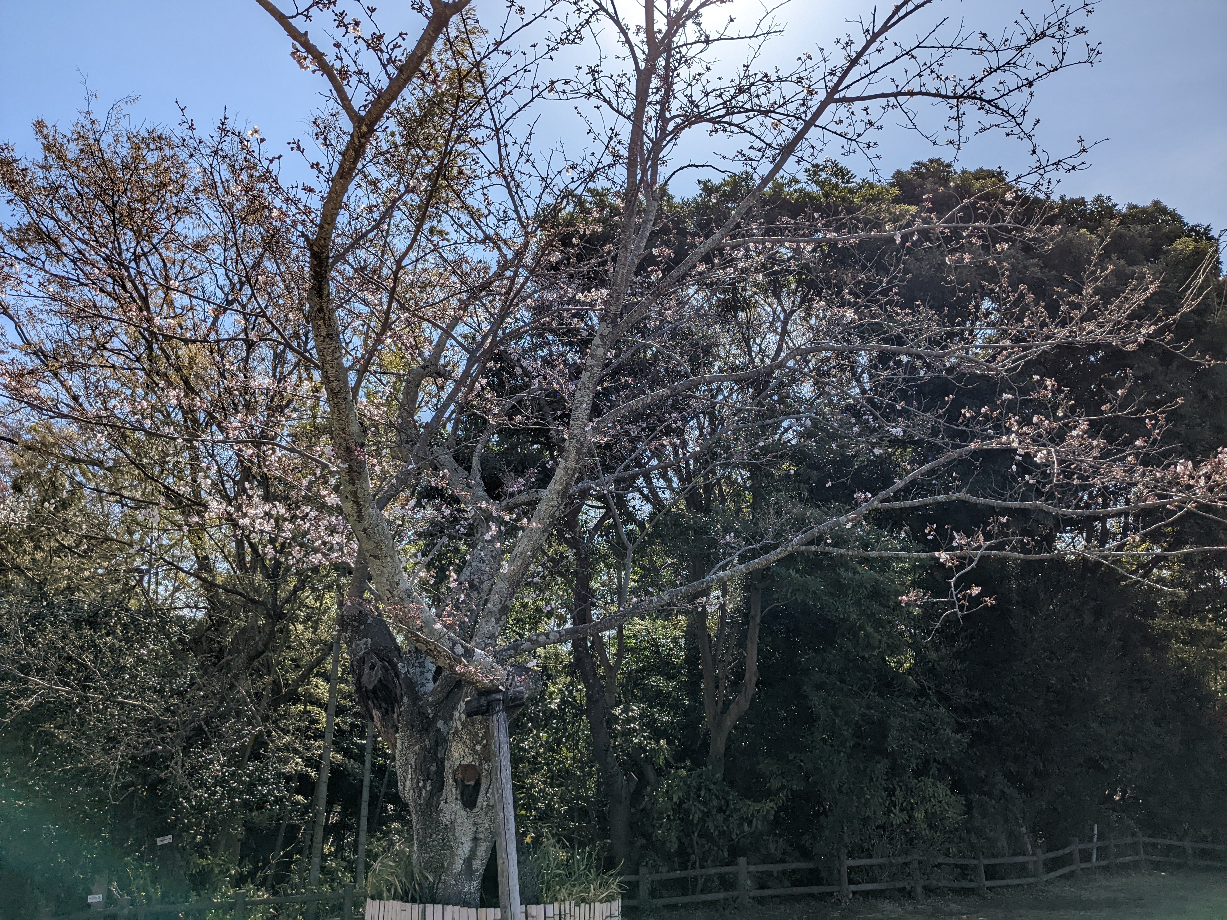 令和5年3月22日桜3