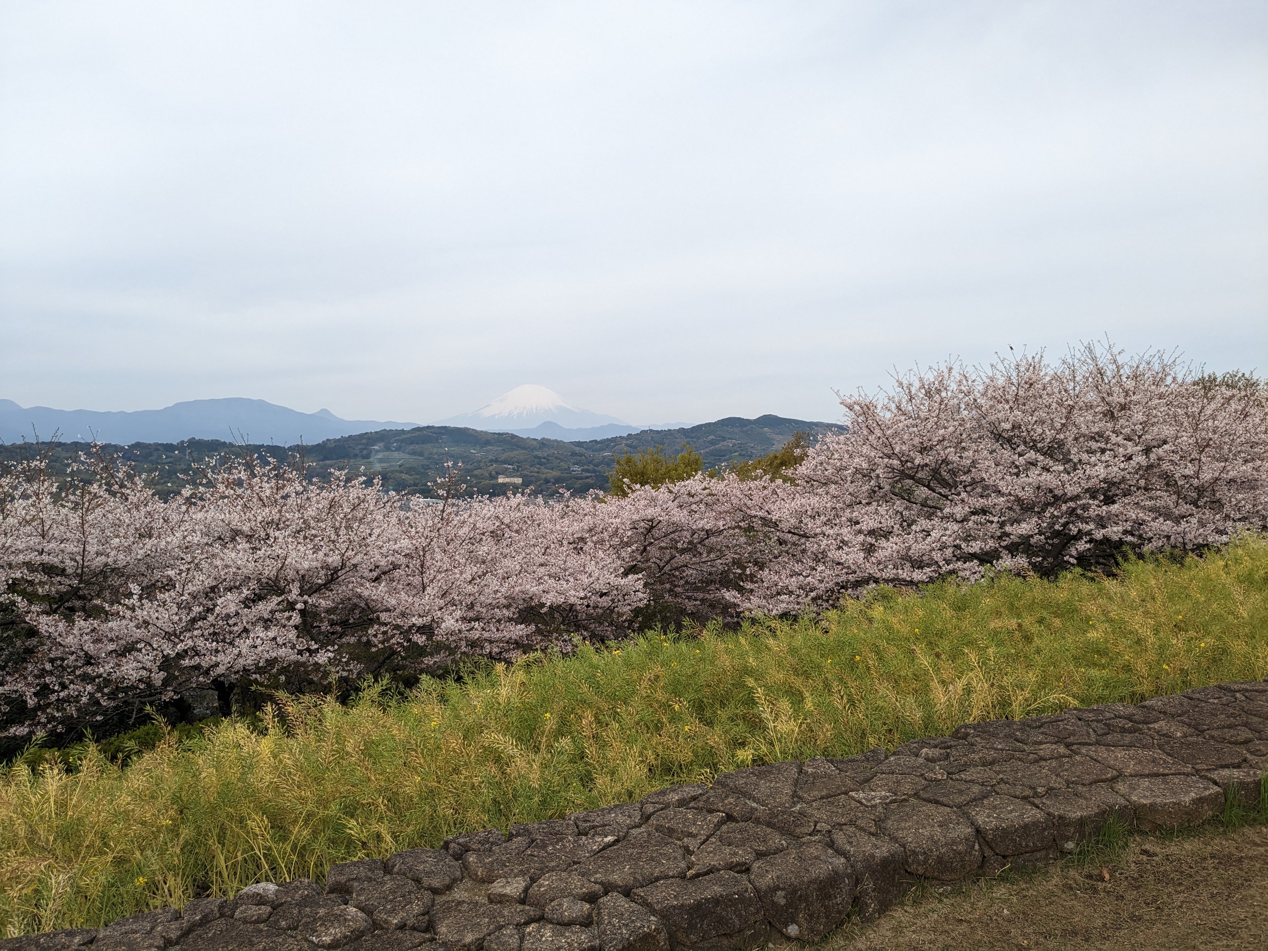 令和5年3月31日桜1