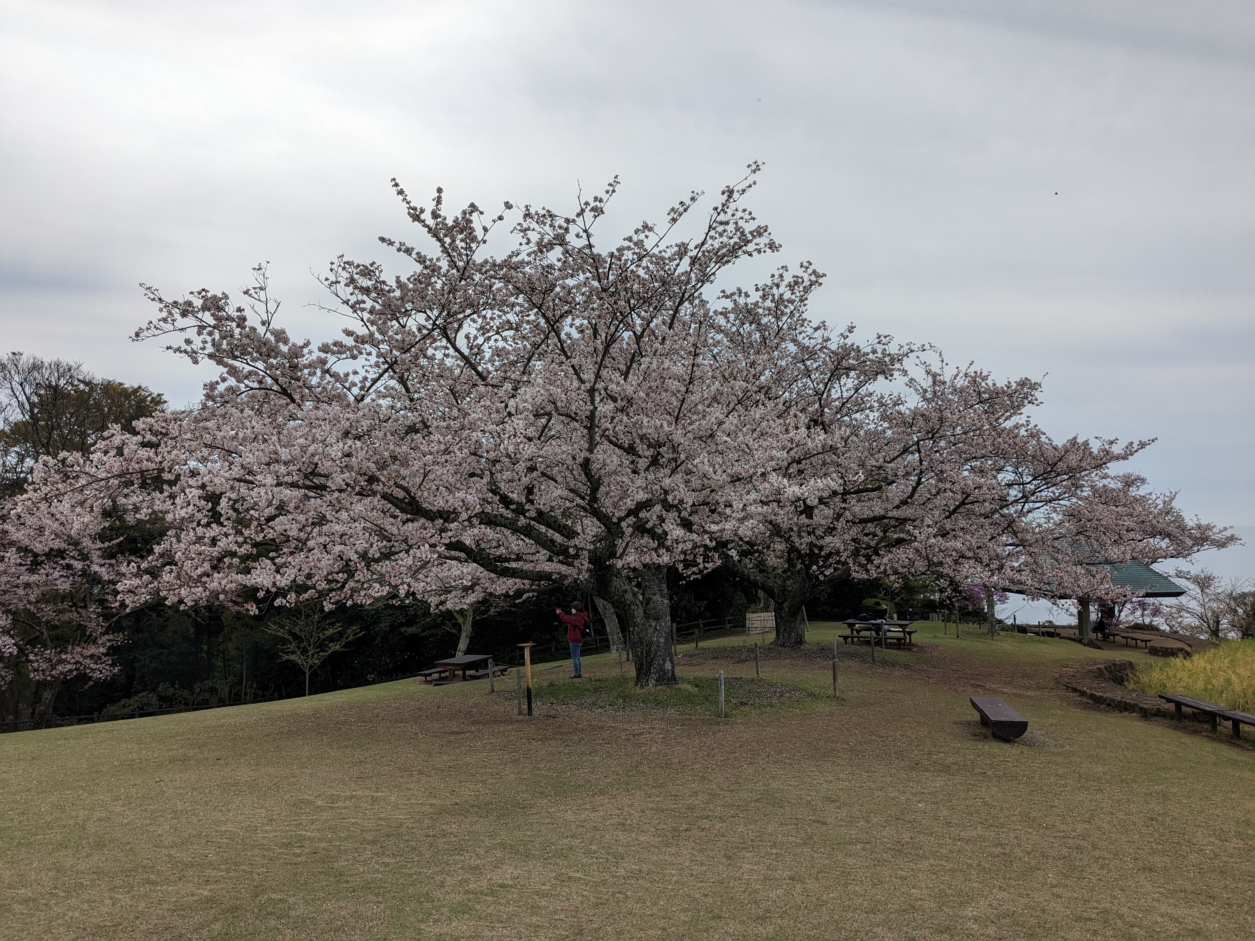 令和5年3月31日桜2