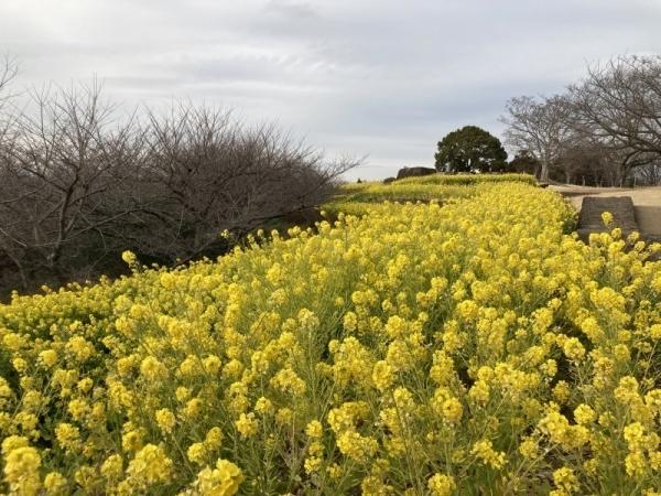 令和5年2月3日の菜の花1