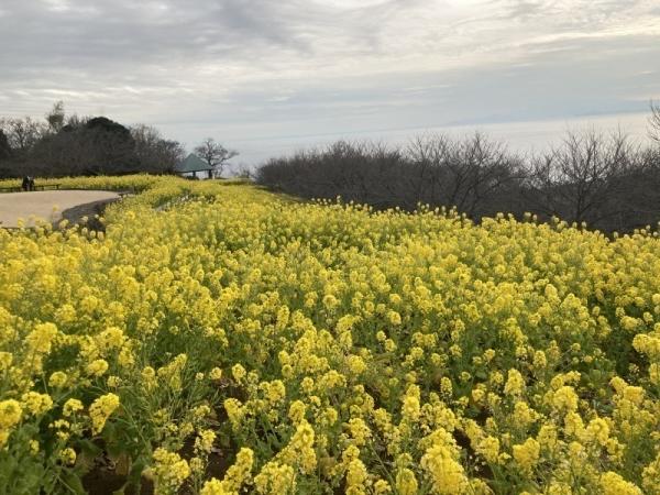 令和5年2月3日の菜の花3