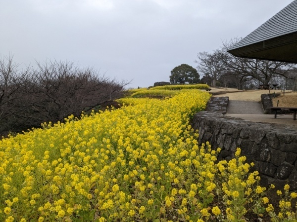 令和5年2月10日の菜の花1