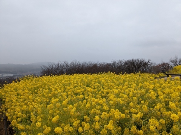 令和5年2月10日の菜の花2