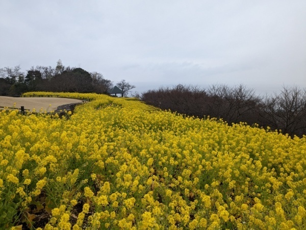 令和5年2月10日の菜の花3