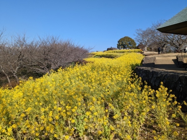 令和5年2月17日の菜の花1