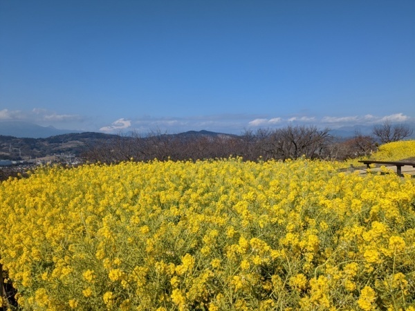 令和5年2月17日の菜の花2