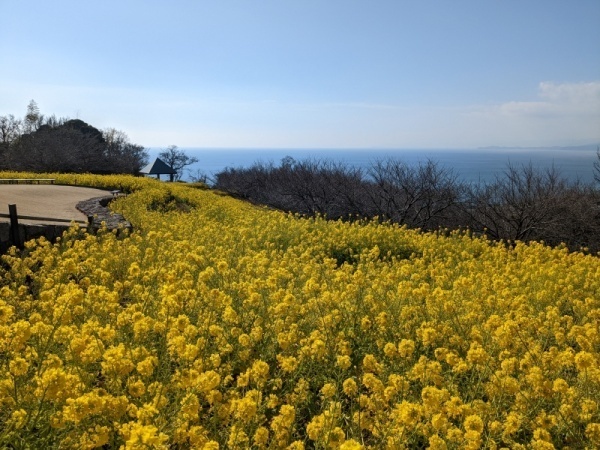 令和5年2月17日の菜の花3