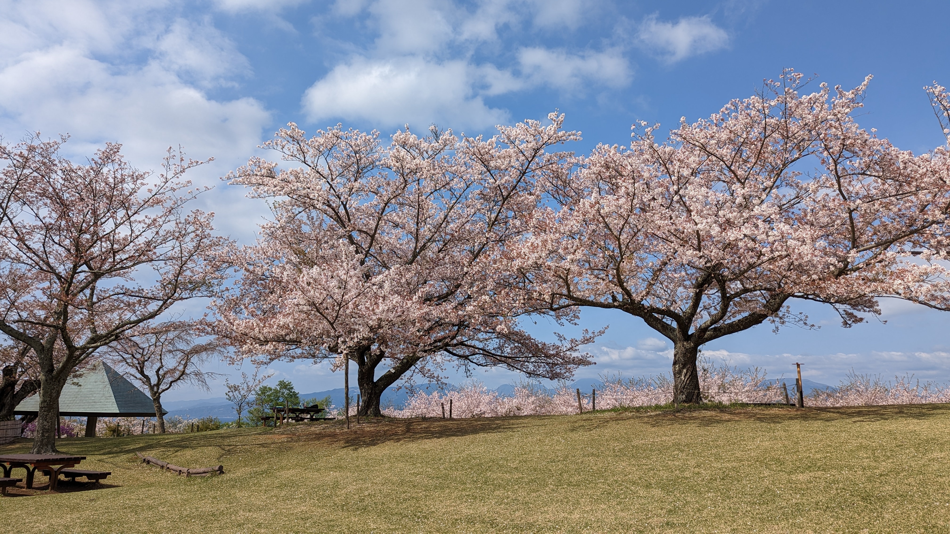 令和5年4月3日桜1