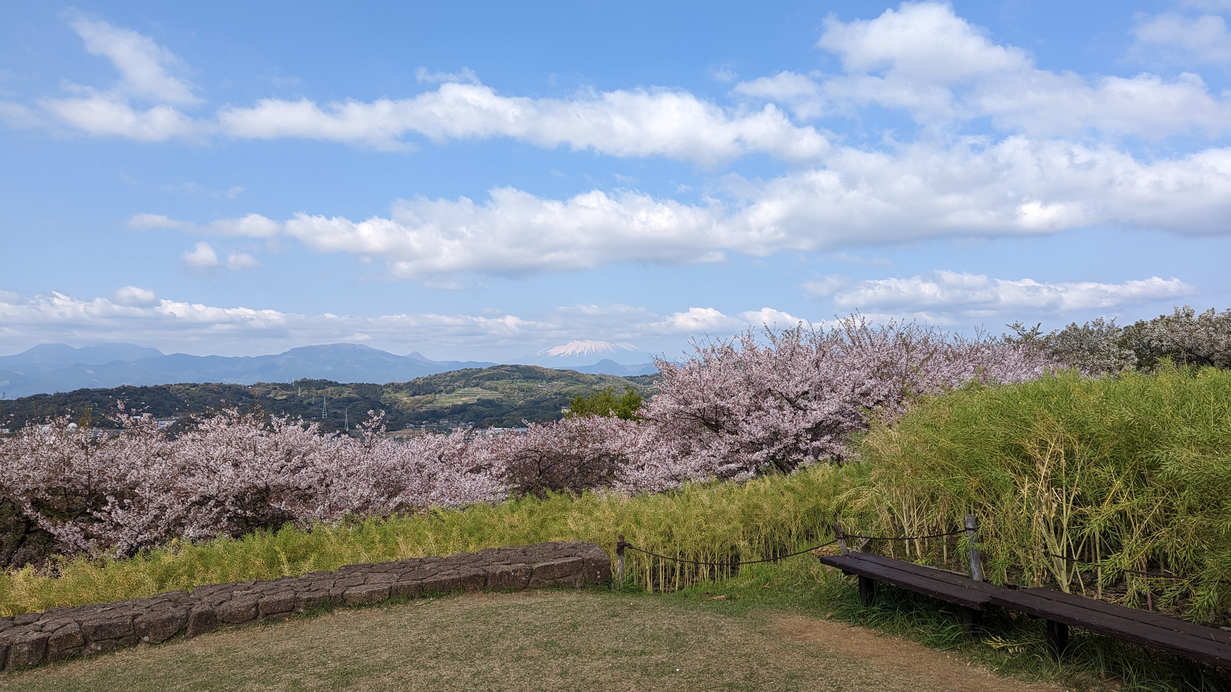 令和5年4月3日桜2