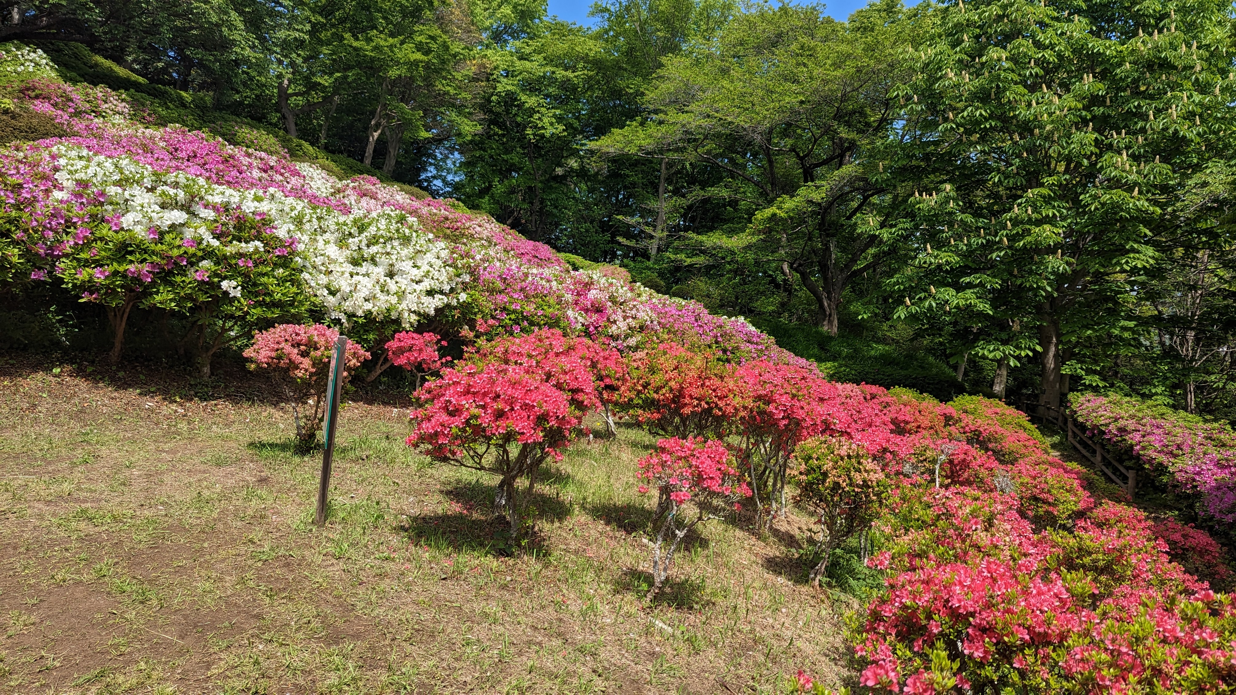 令和5年4月19日ツツジ2