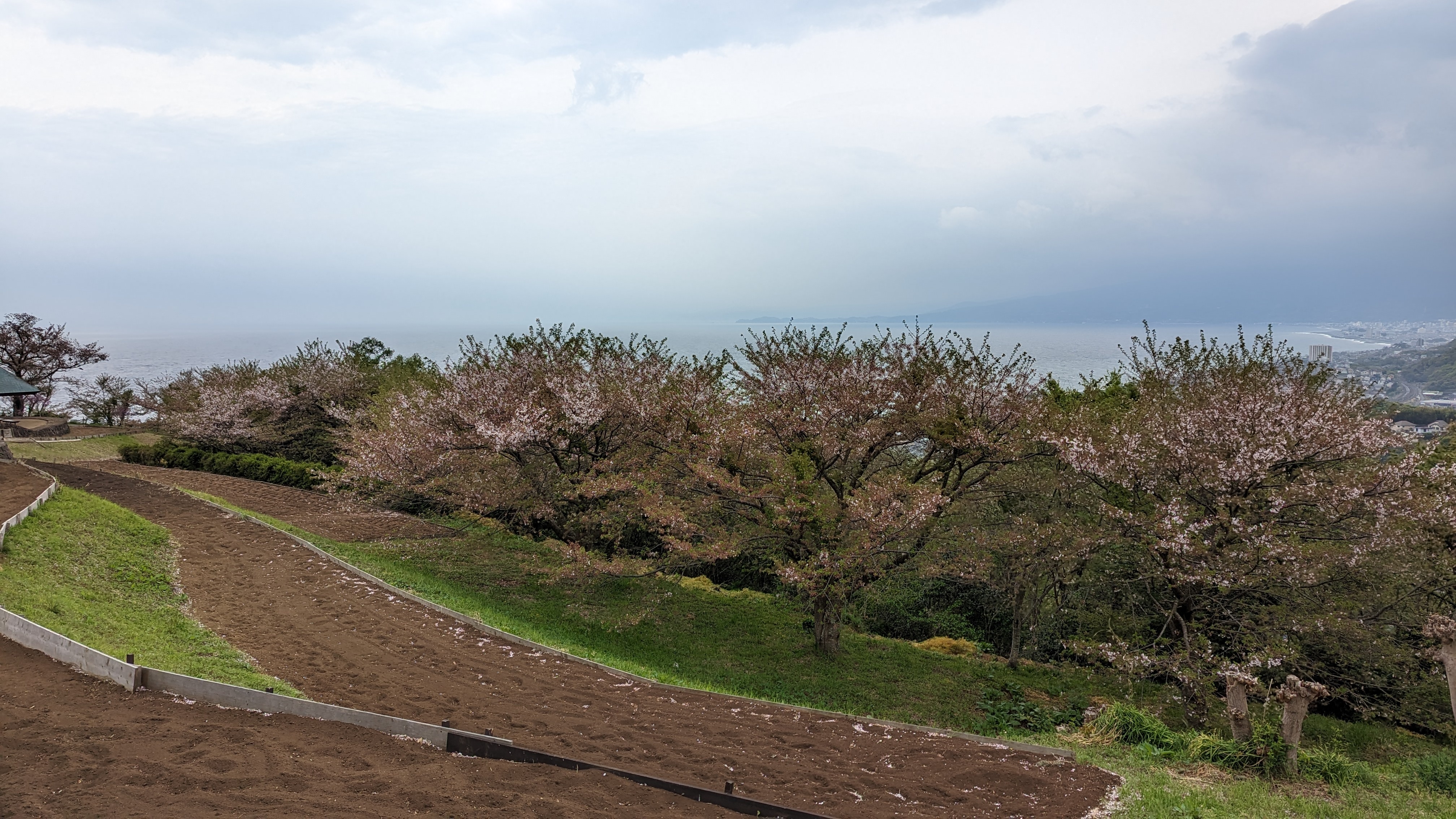 令和5年4月3日桜1