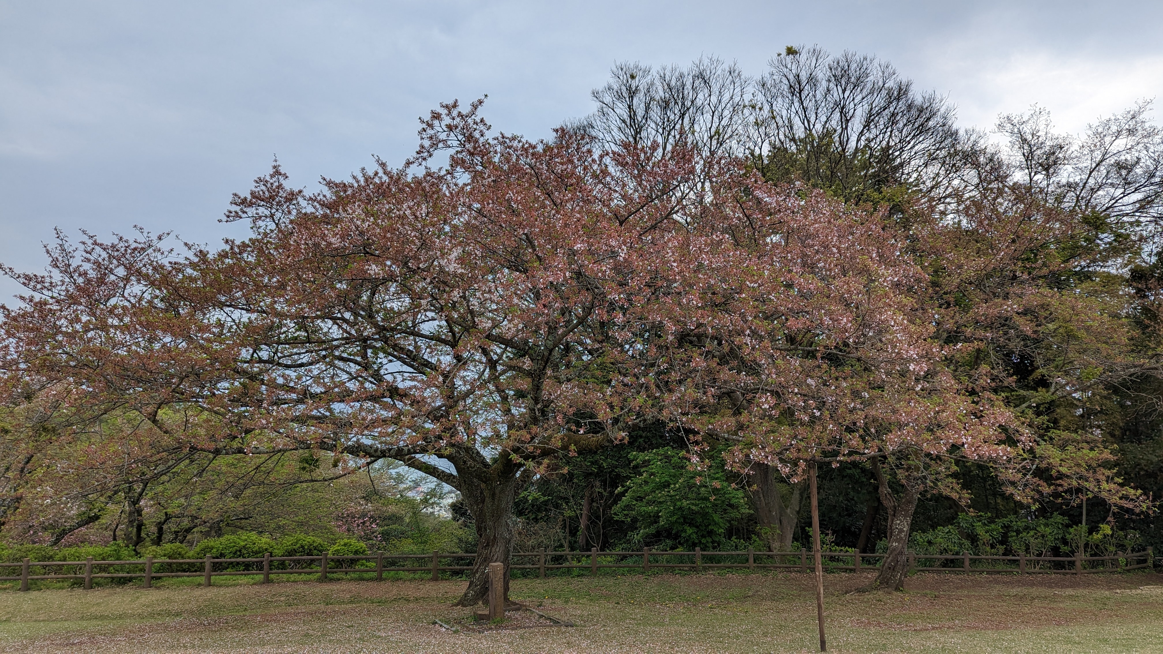 令和5年4月3日桜2