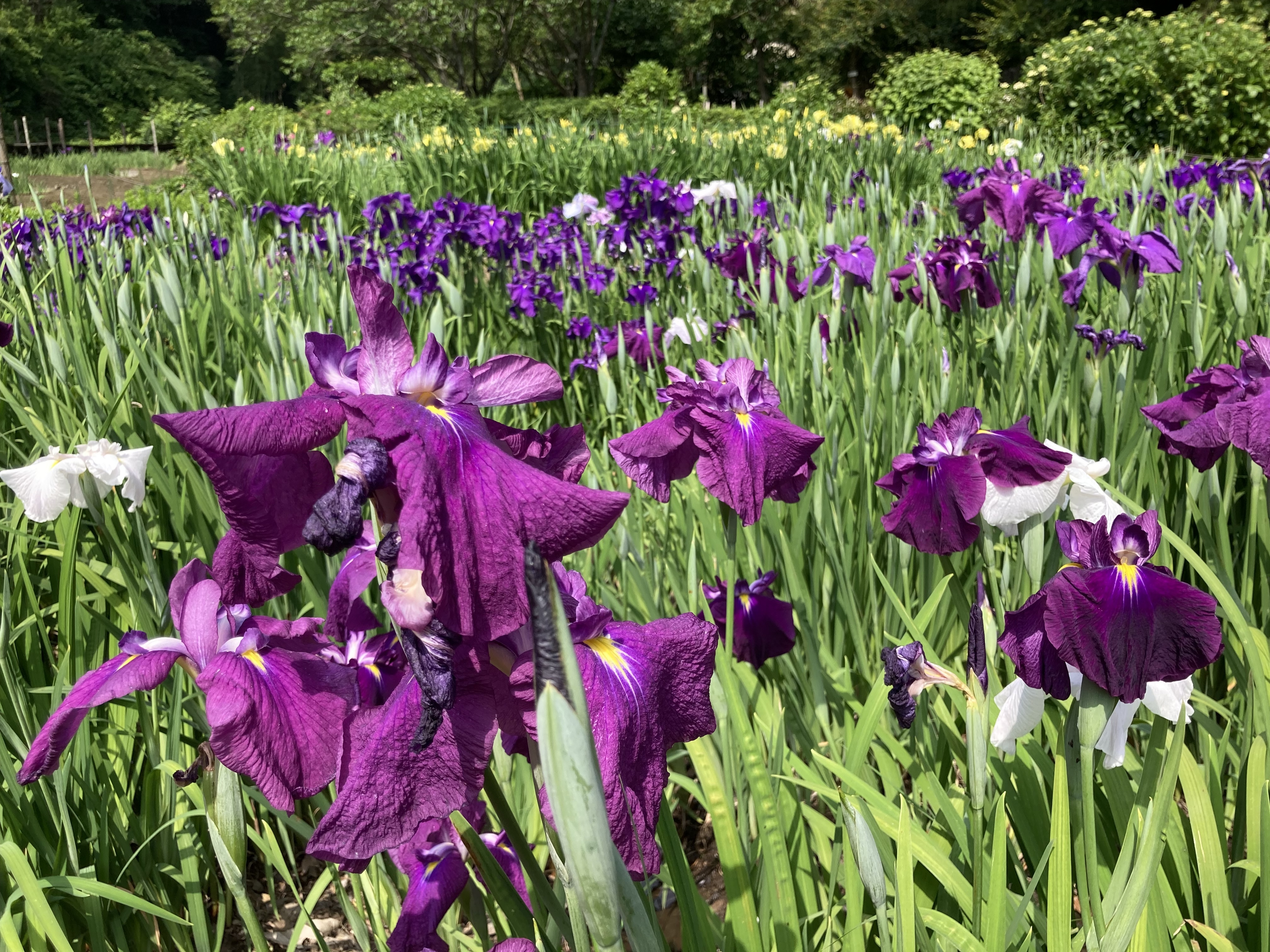 せせらぎ公園7