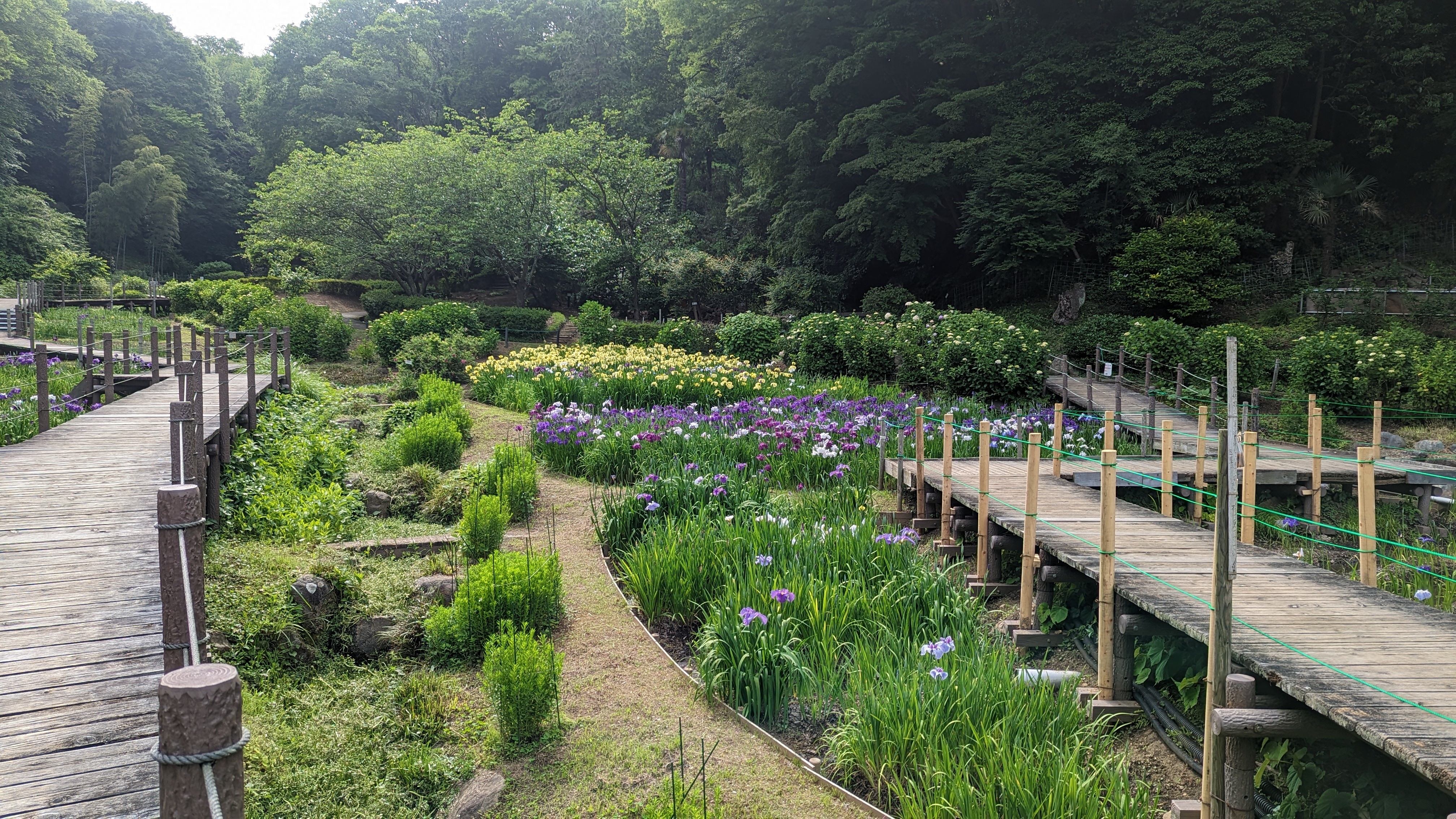 せせらぎ公園20230525-2