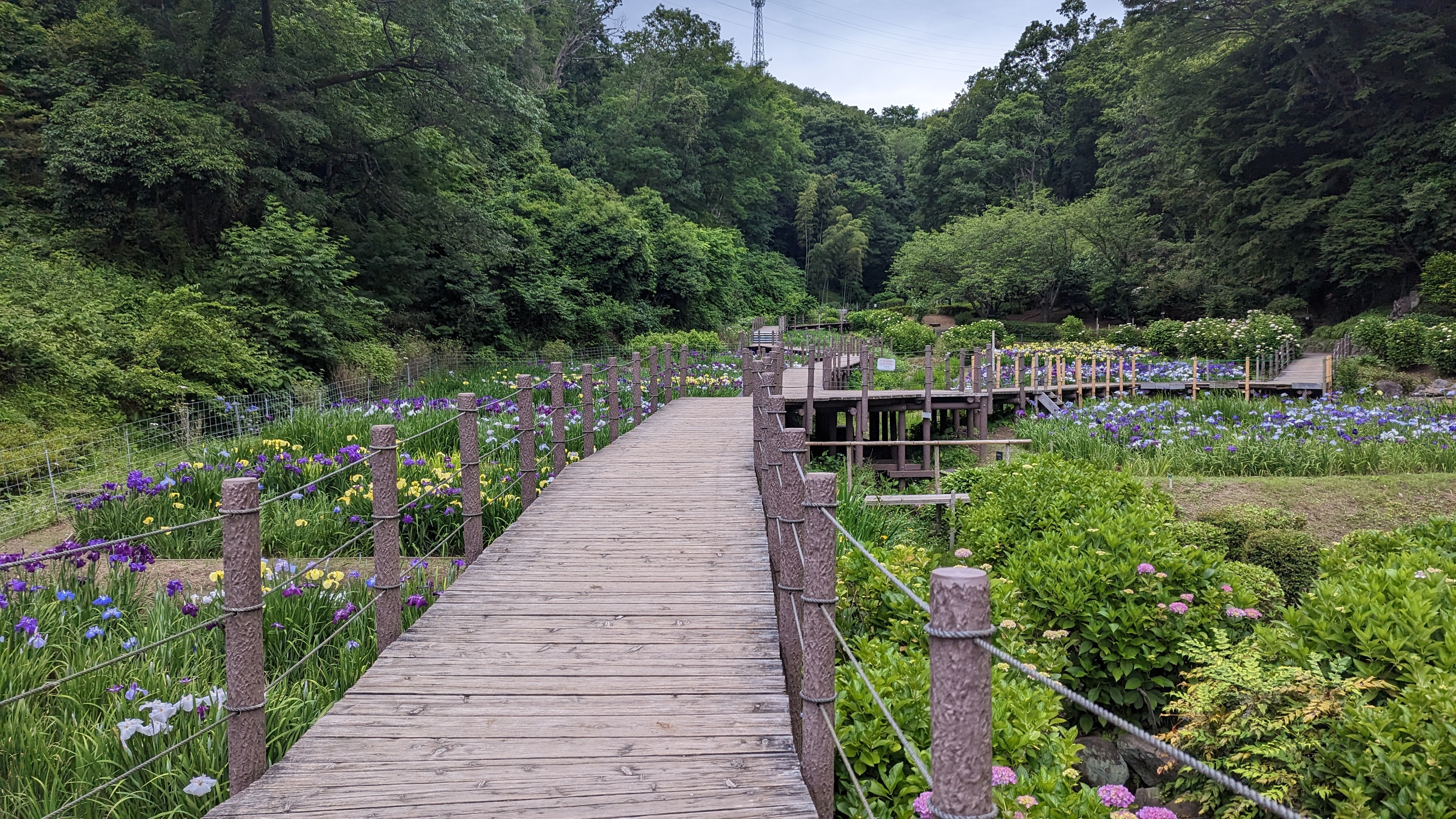 せせらぎ公園20230528-1