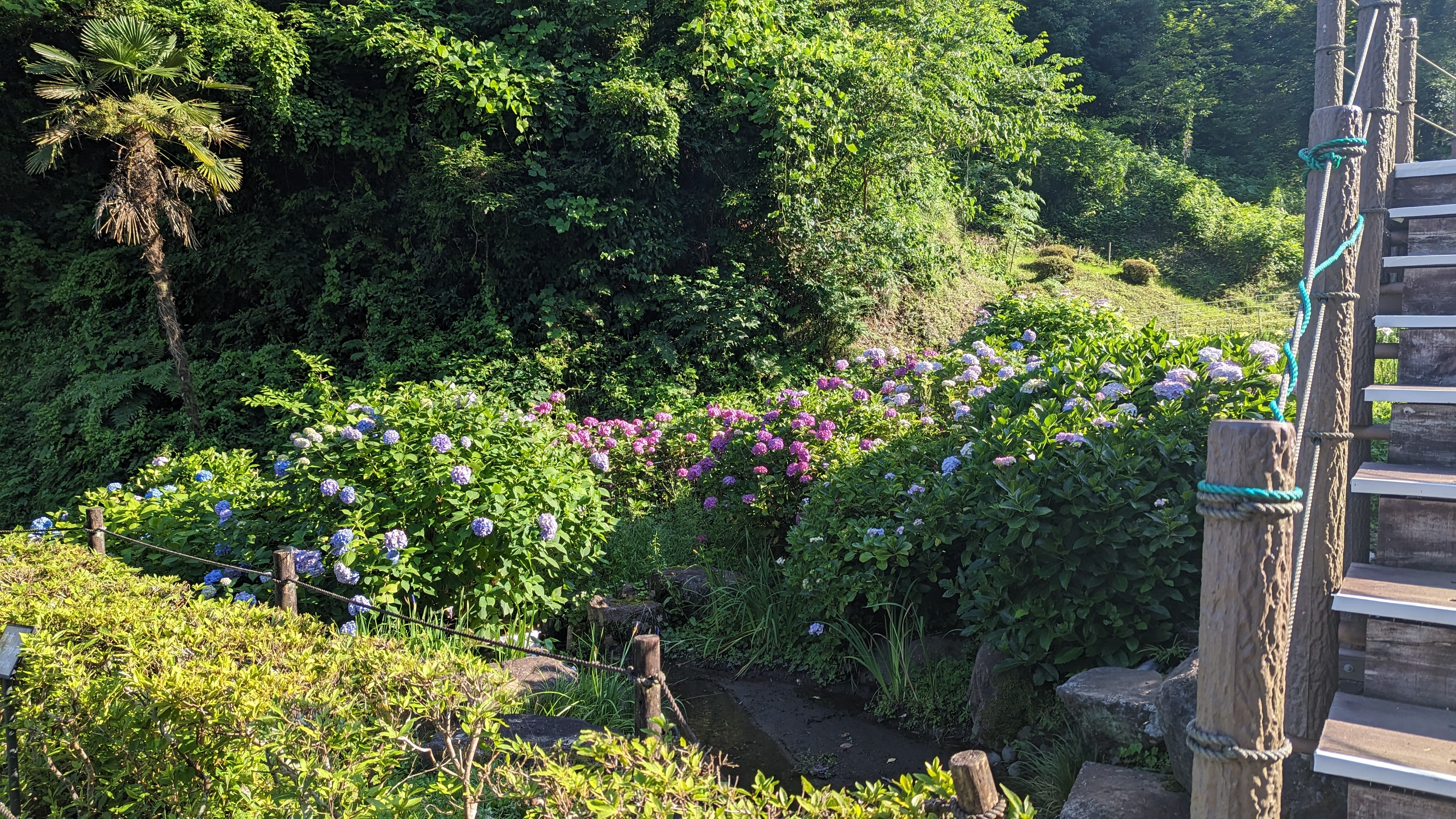 せせらぎ公園20230616-3