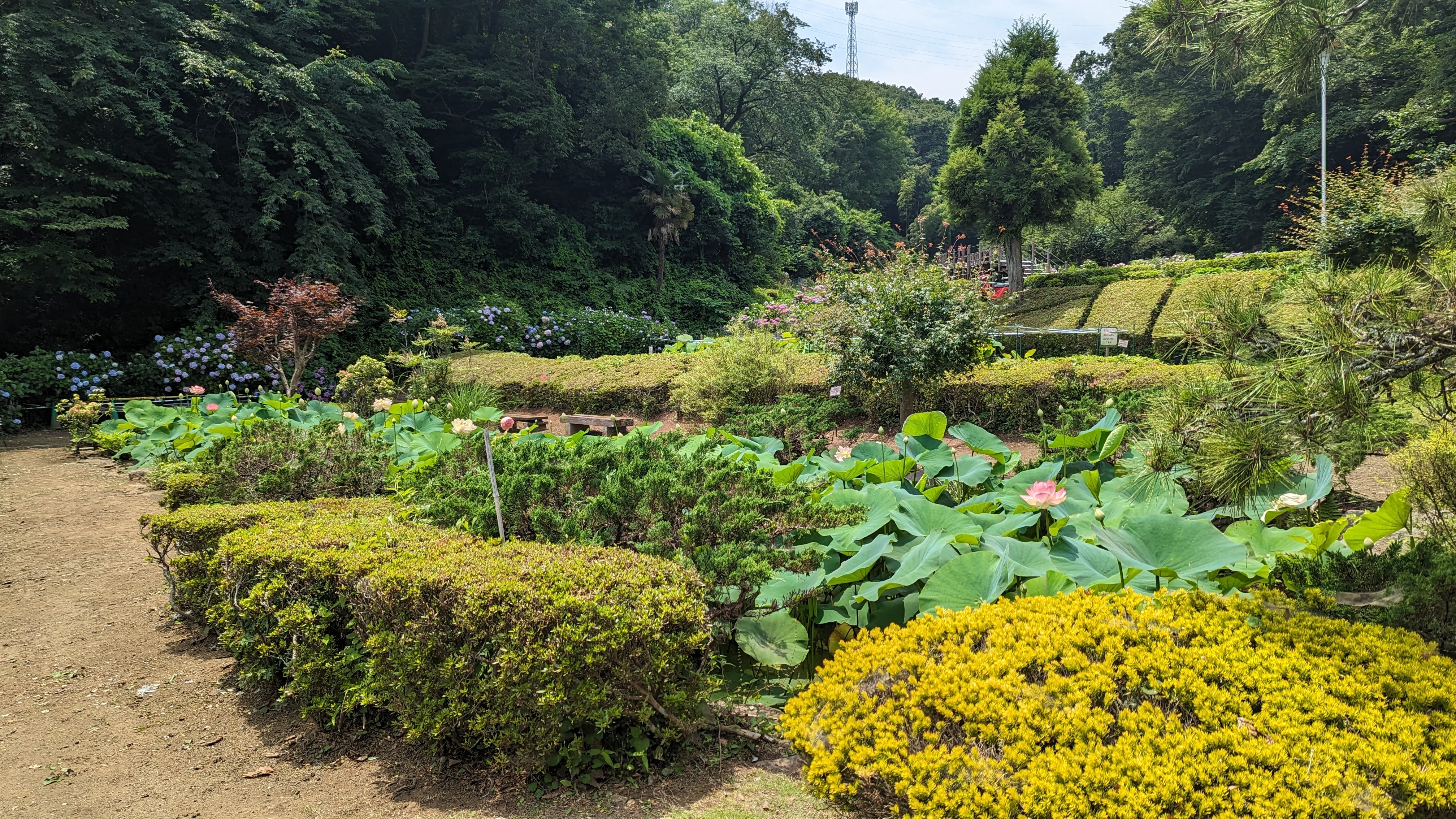 せせらぎ公園20230626-1