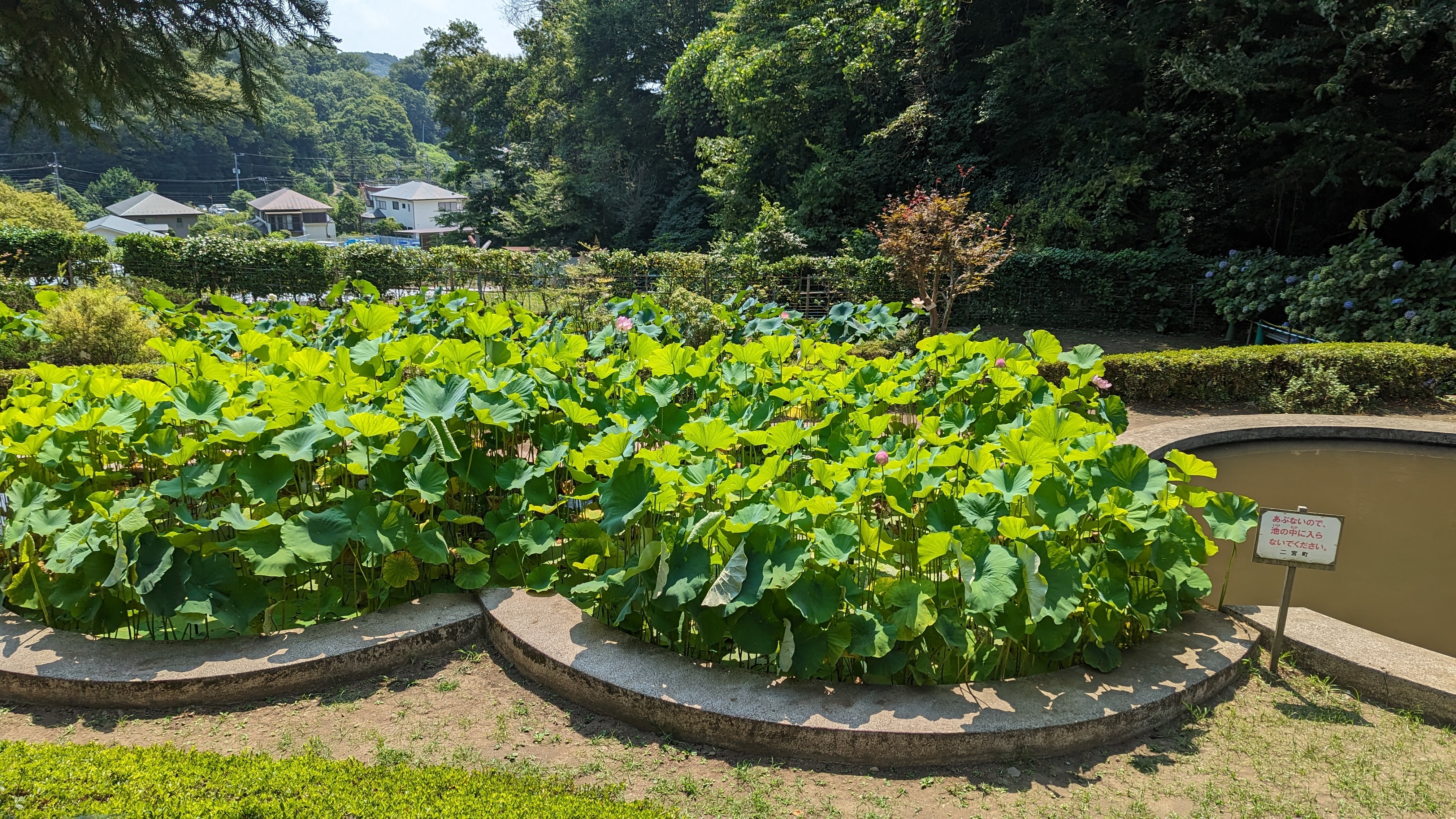 せせらぎ公園20230727-3