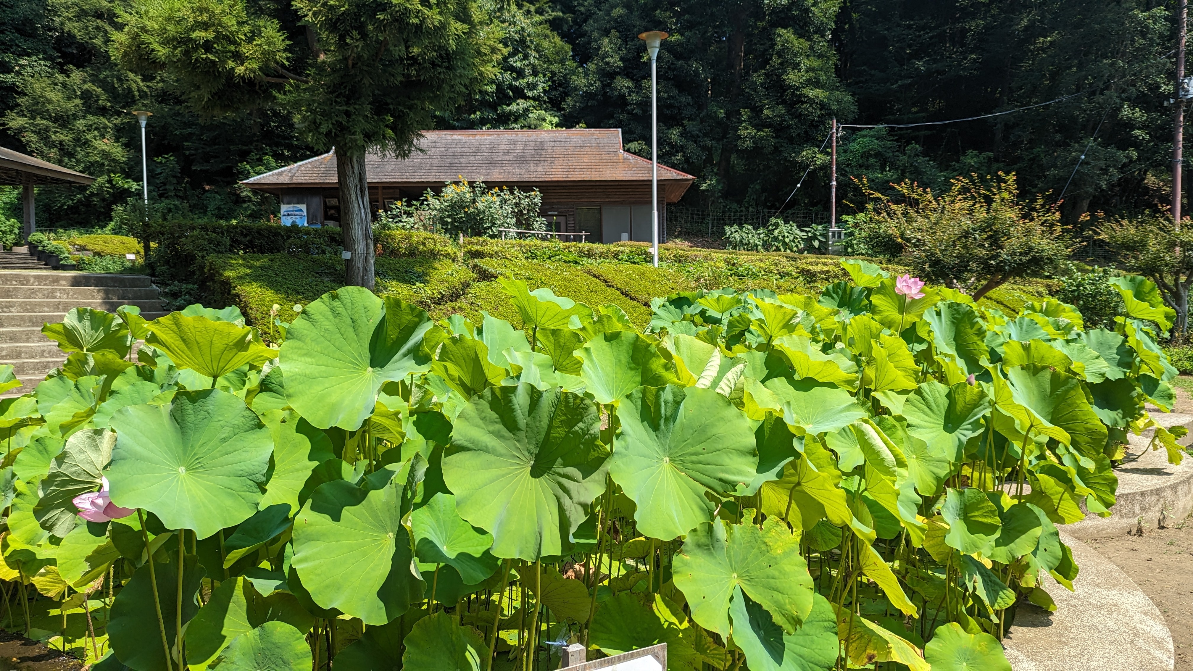 せせらぎ公園20230727-2