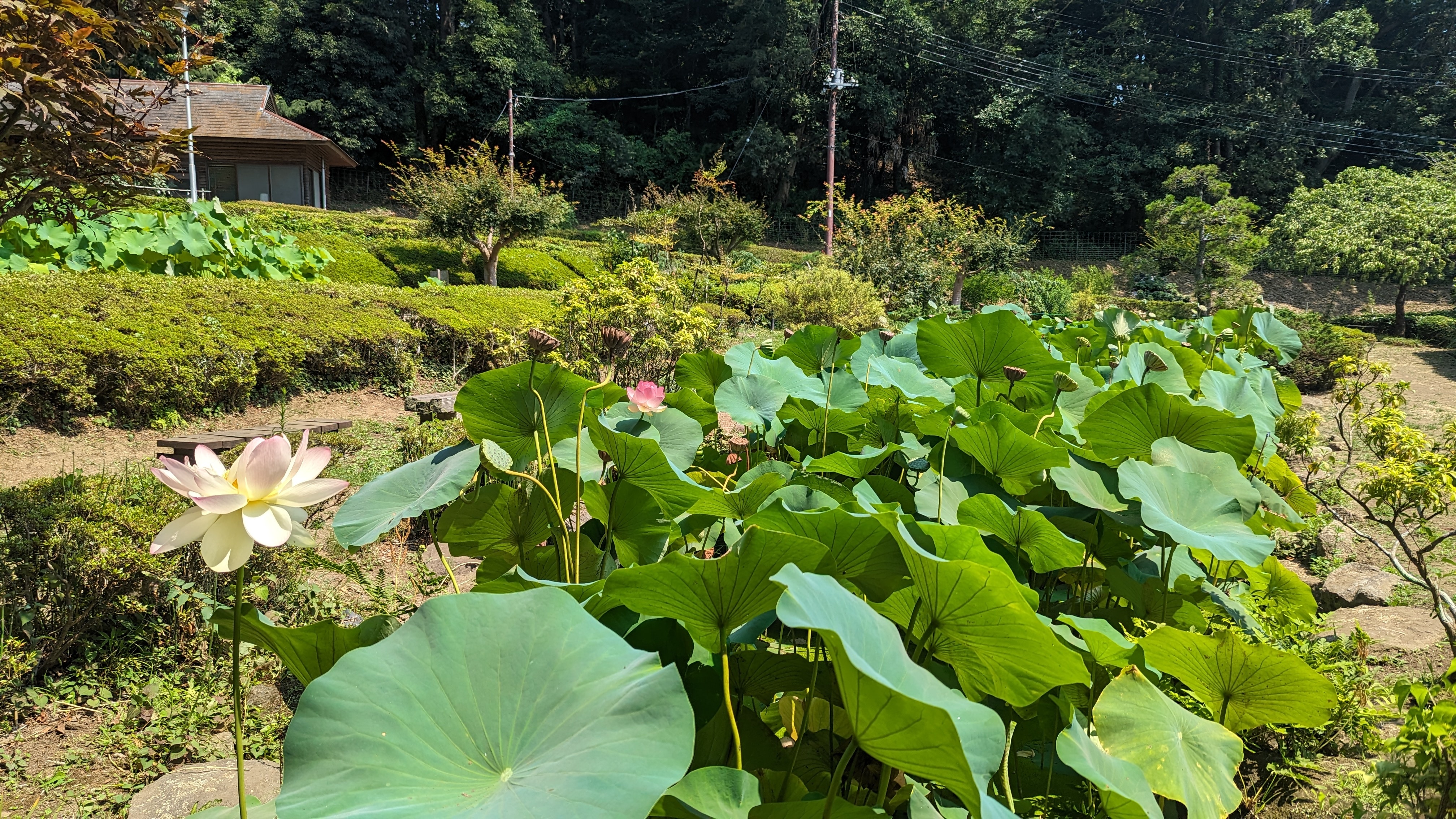 せせらぎ公園20230727-1