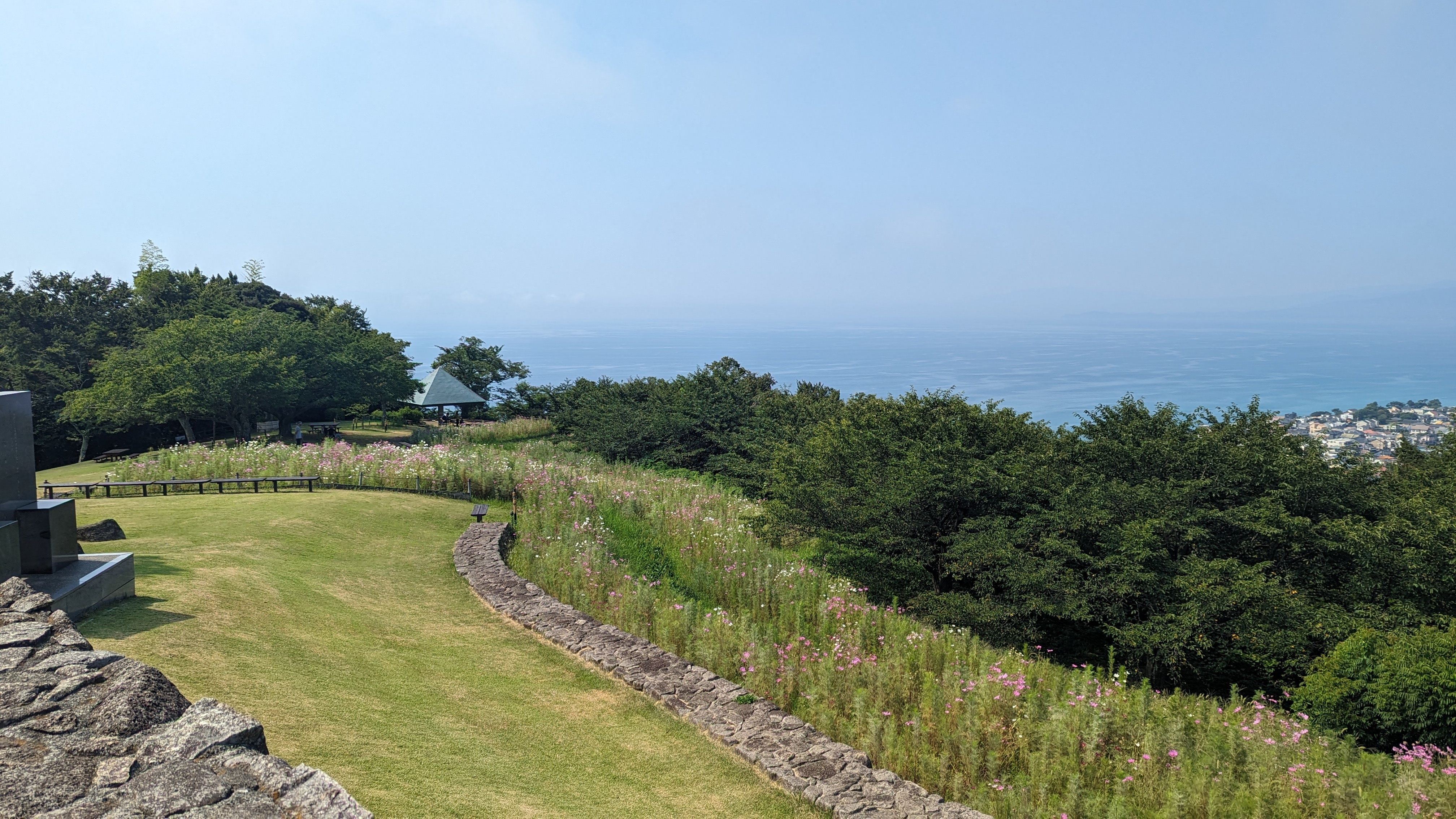 令和5年7月27日コスモス1