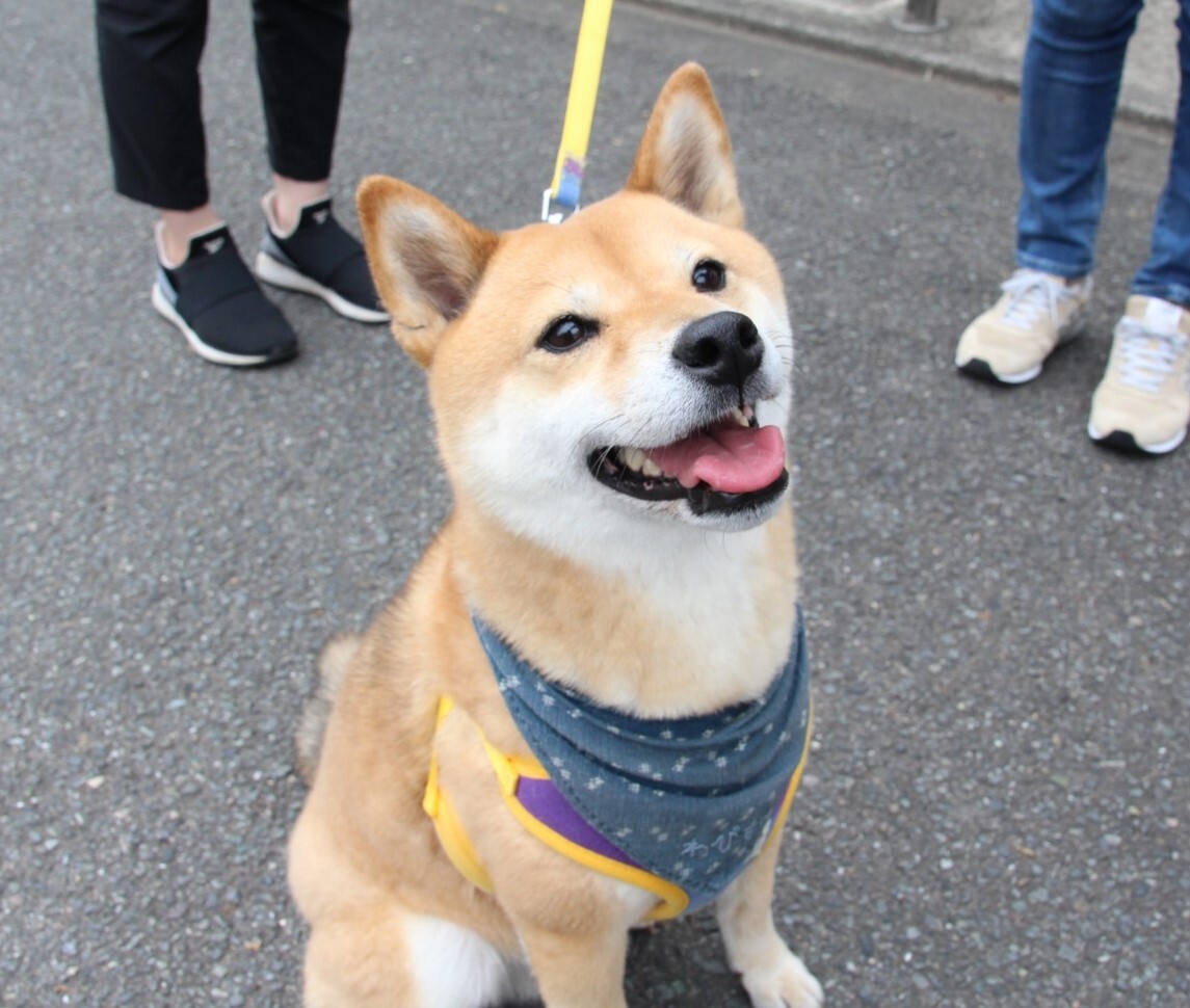 リードに繋がれた柴犬