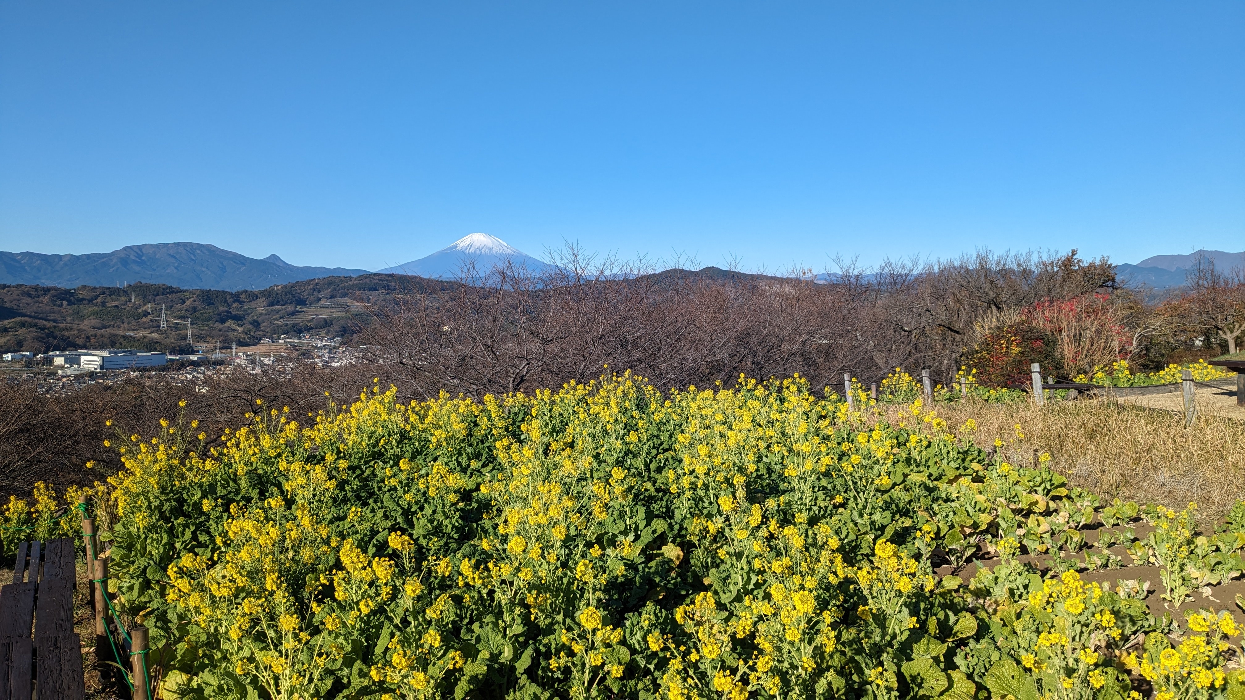 令和5年12月22日吾妻山公園菜の花2