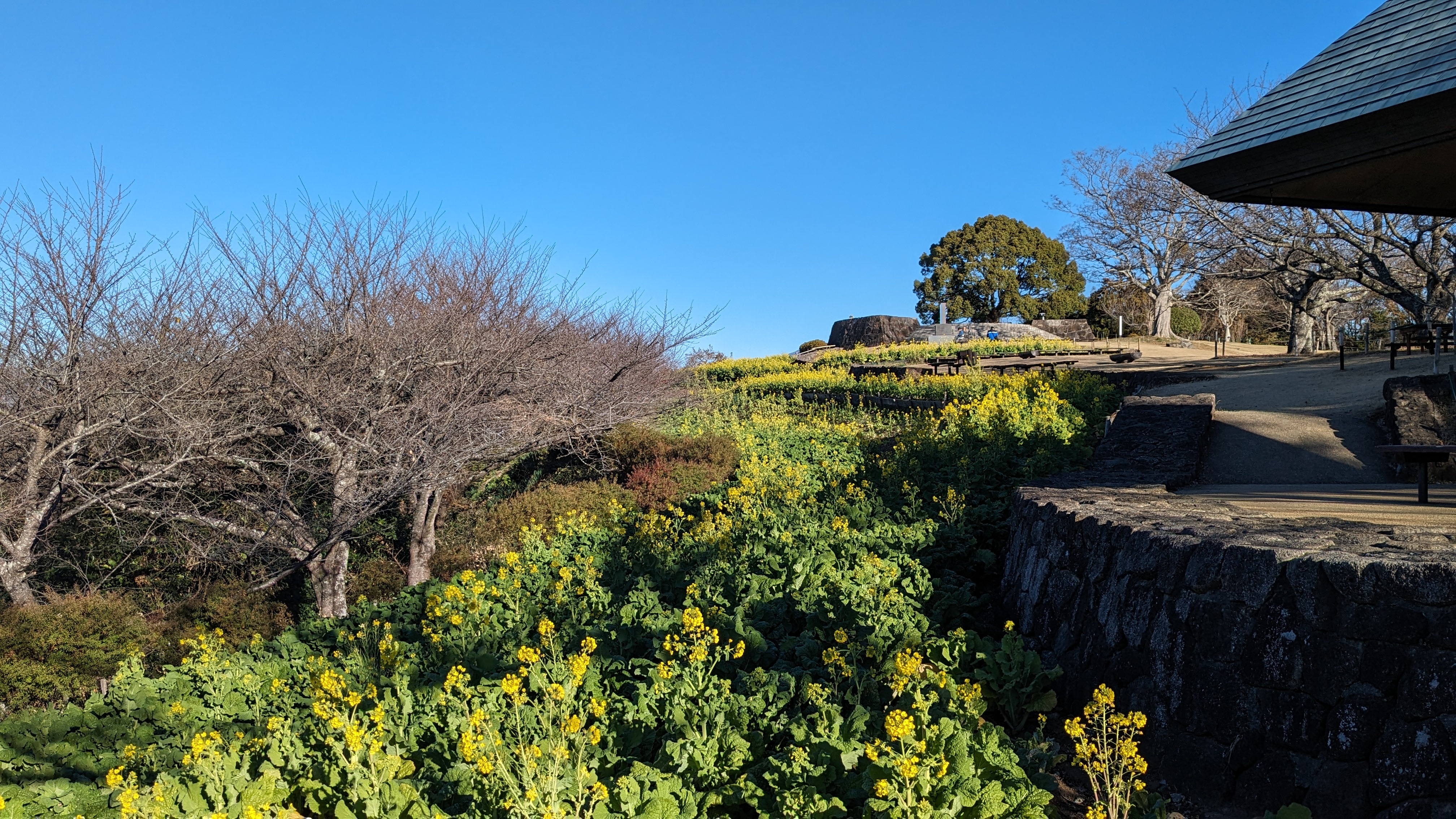 令和5年12月22日吾妻山公園菜の花1