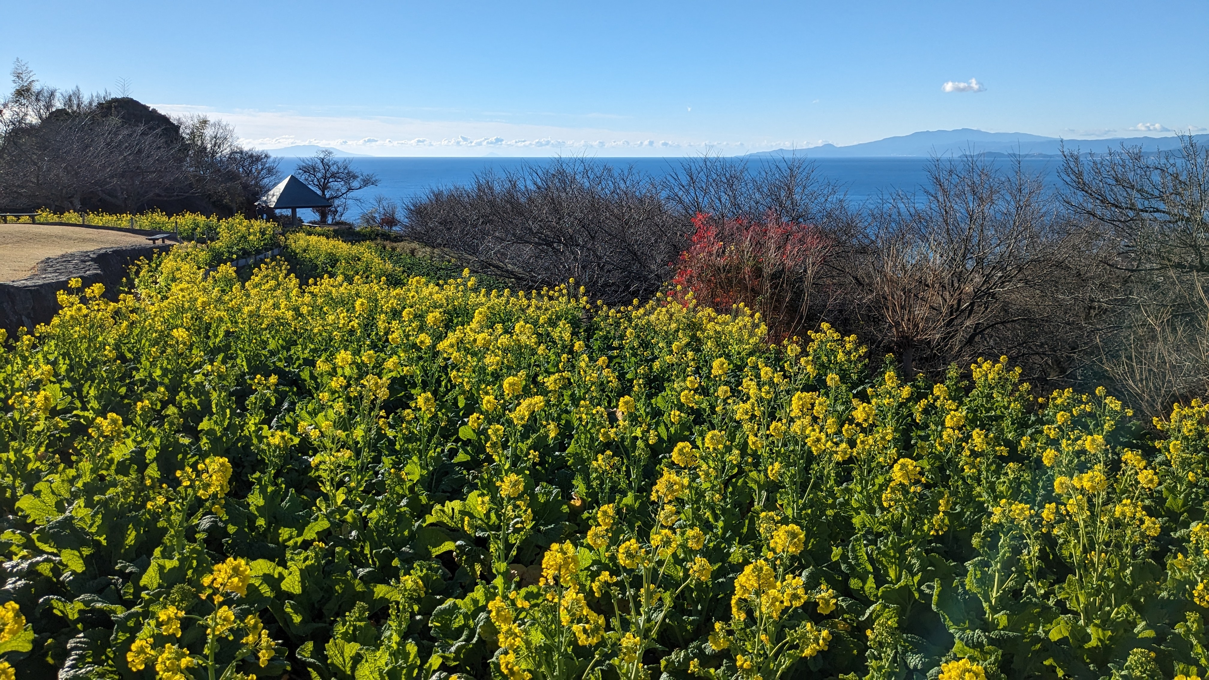 令和5年12月22日吾妻山公園菜の花3