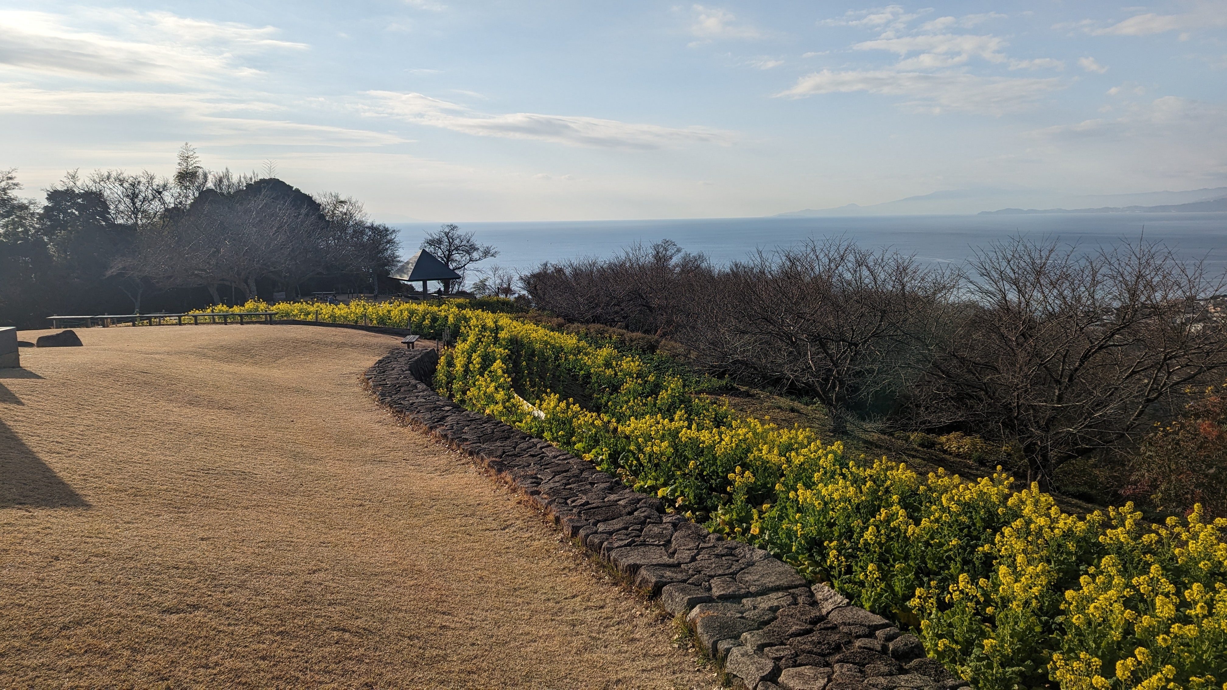 令和5年12月28日吾妻山公園菜の花1