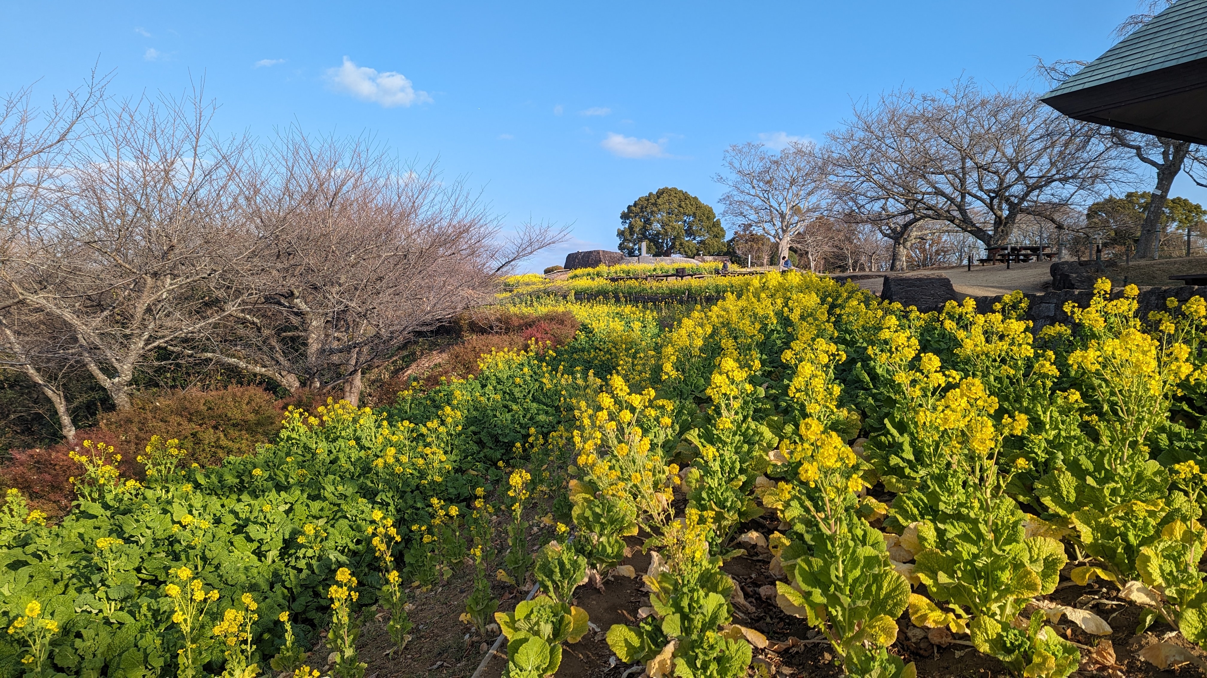 令和5年12月28日吾妻山公園菜の花2