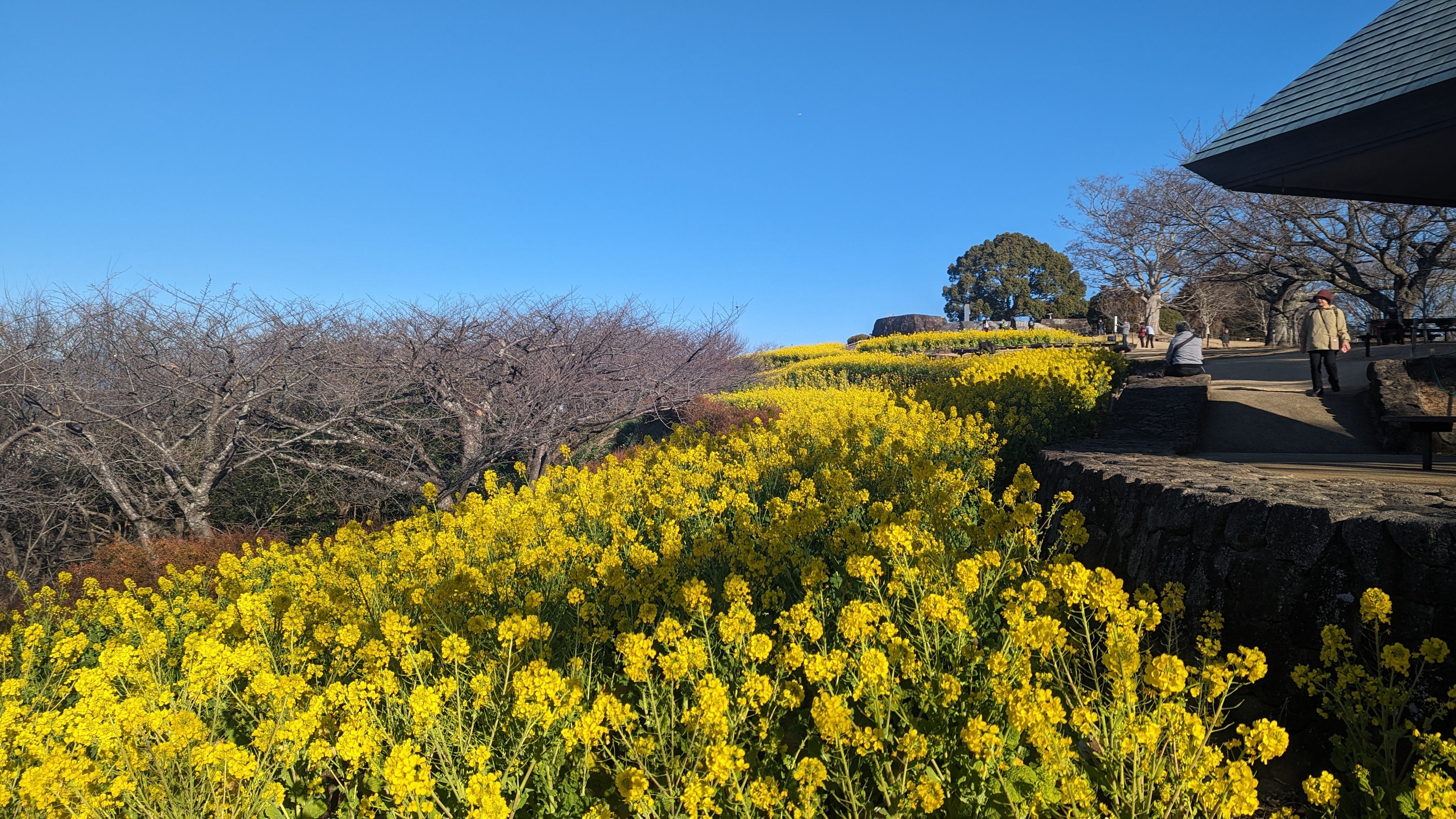 令和6年1月12日菜の花2