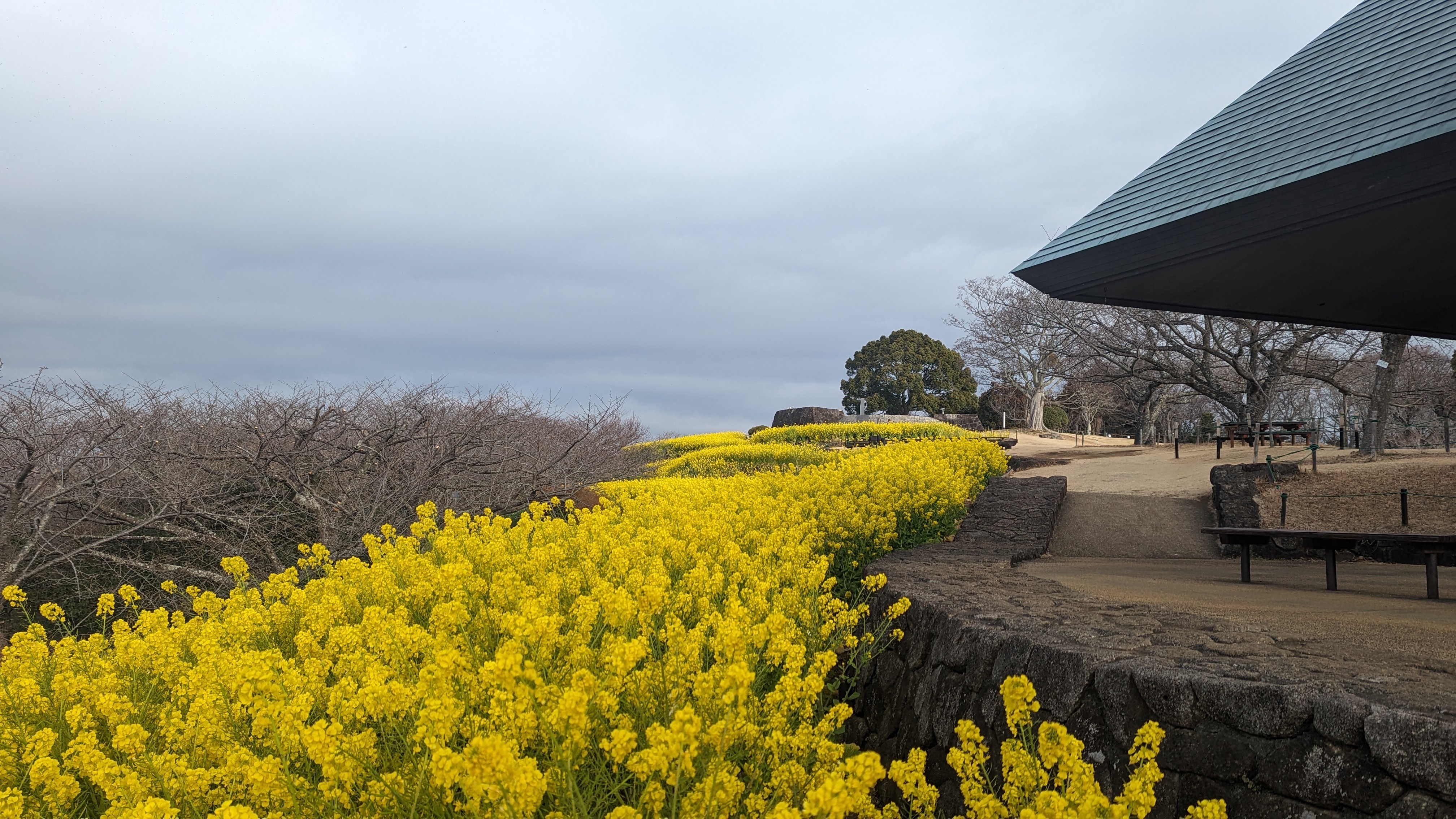 令和6年2月2日菜の花2