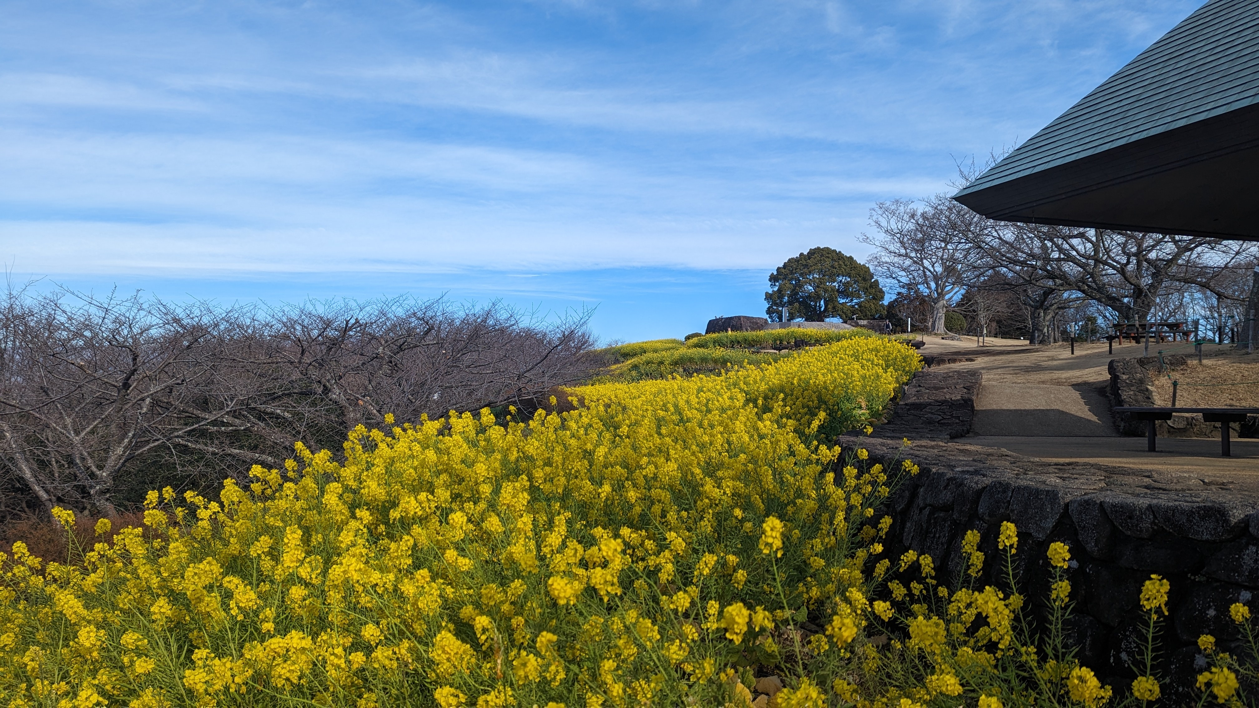 2月16日菜の花1