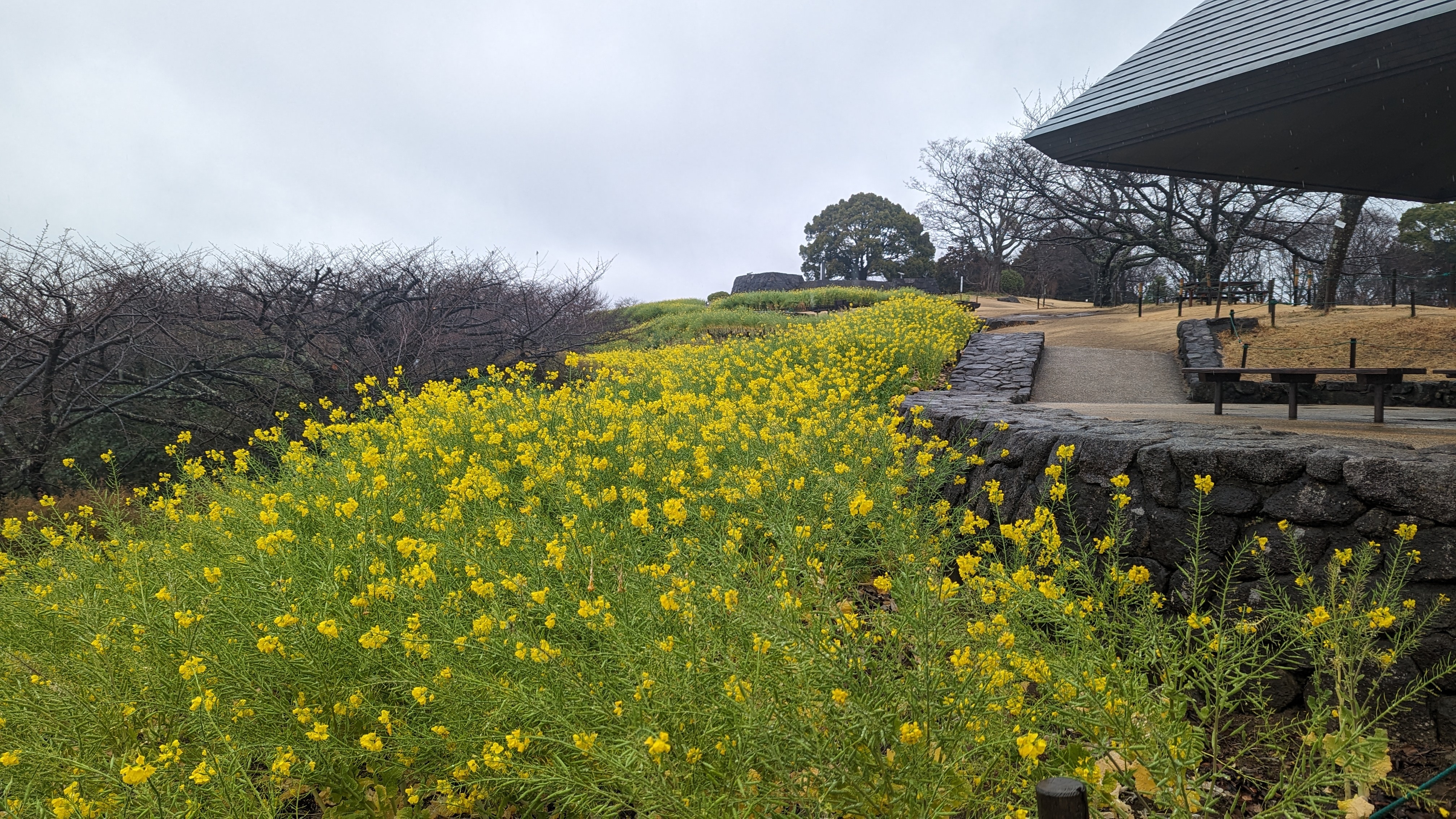 2月22日菜の花1