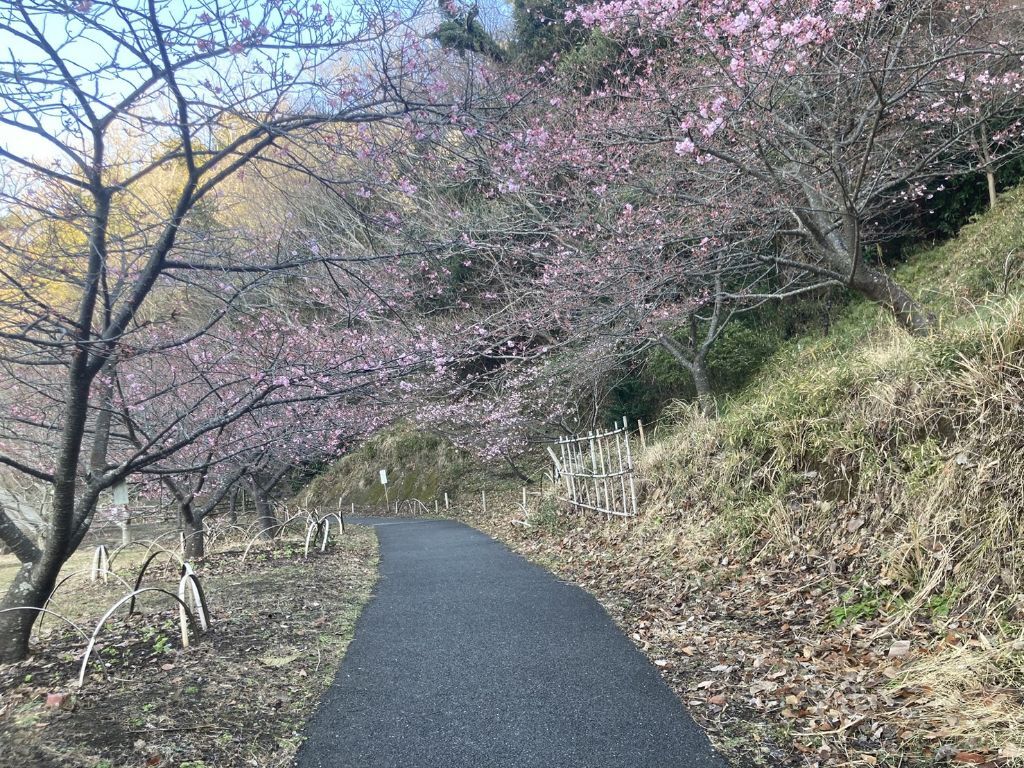 2月8日撮影河津桜1