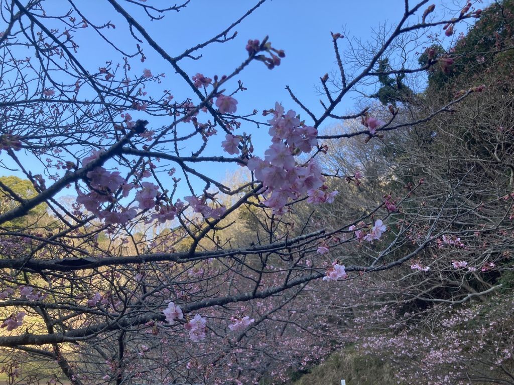 2月8日撮影河津桜3