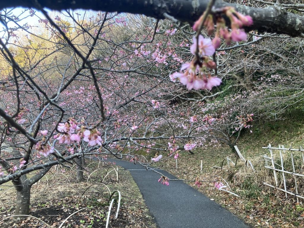 2月8日撮影河津桜2