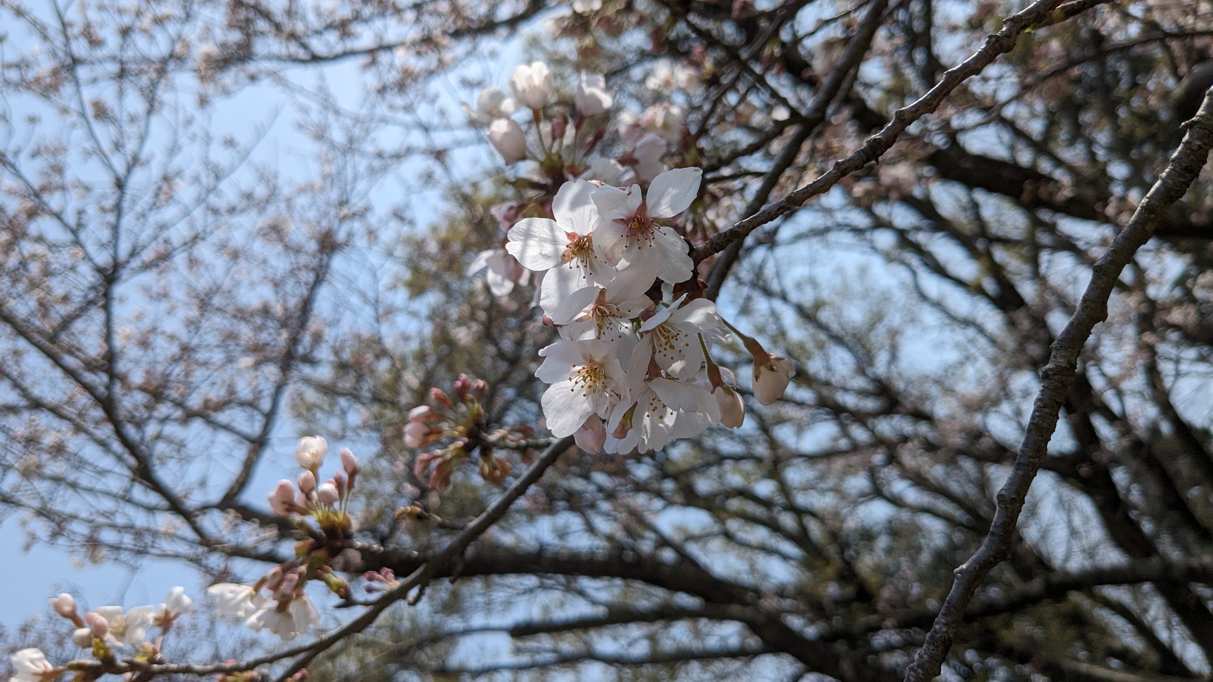 4月2日桜3