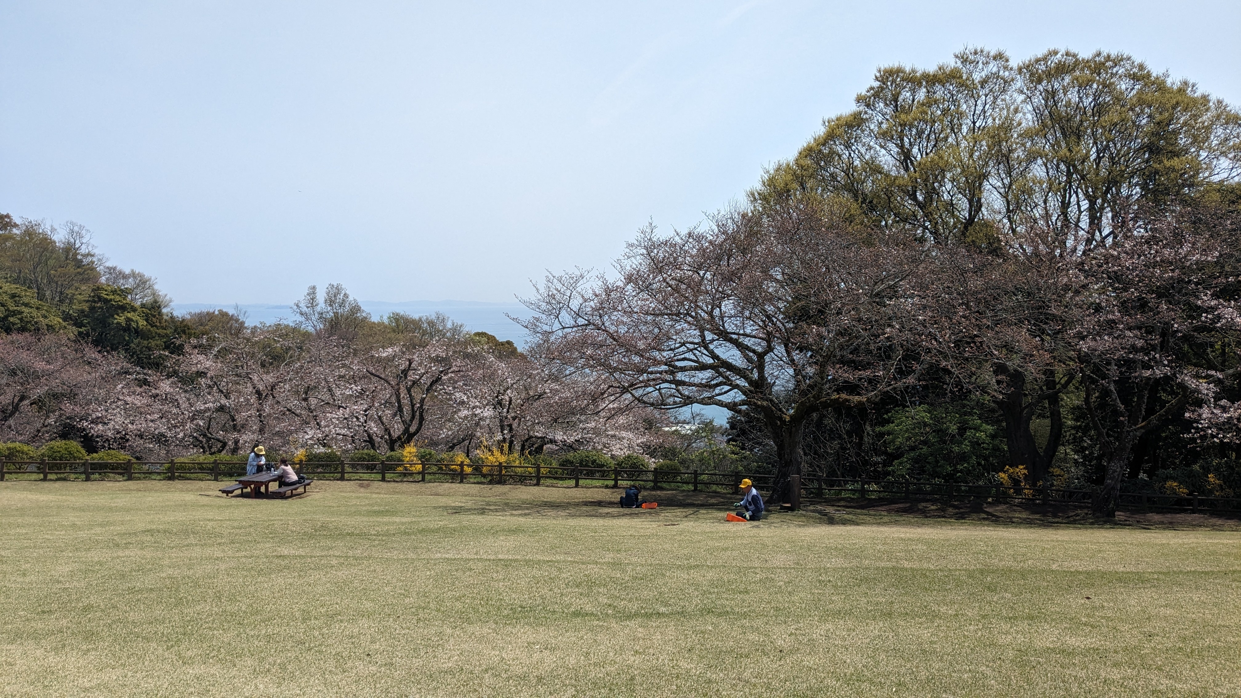 4月2日桜1