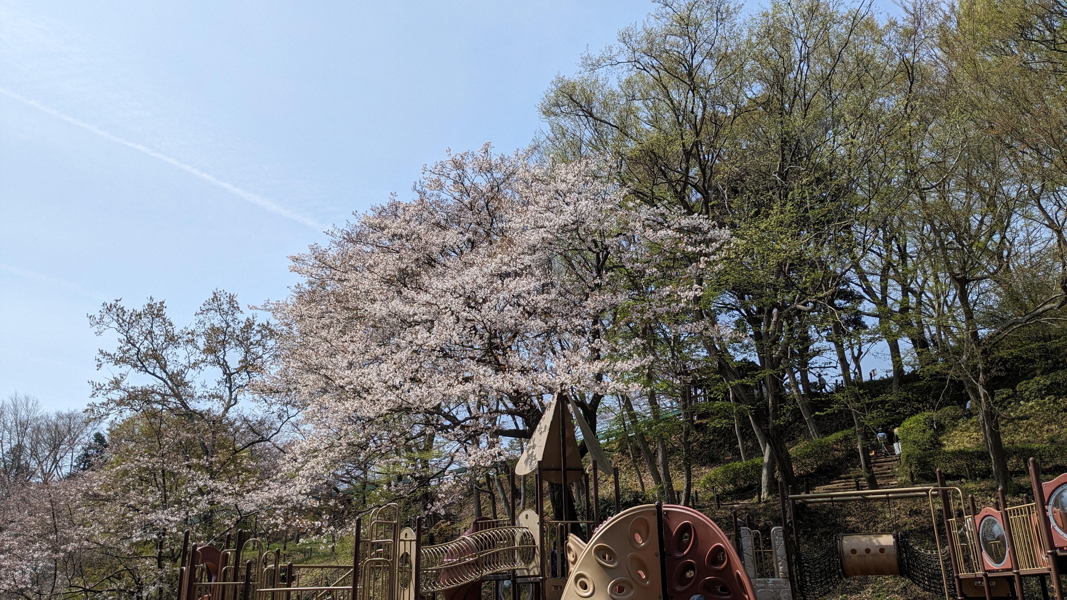 4月2日桜2