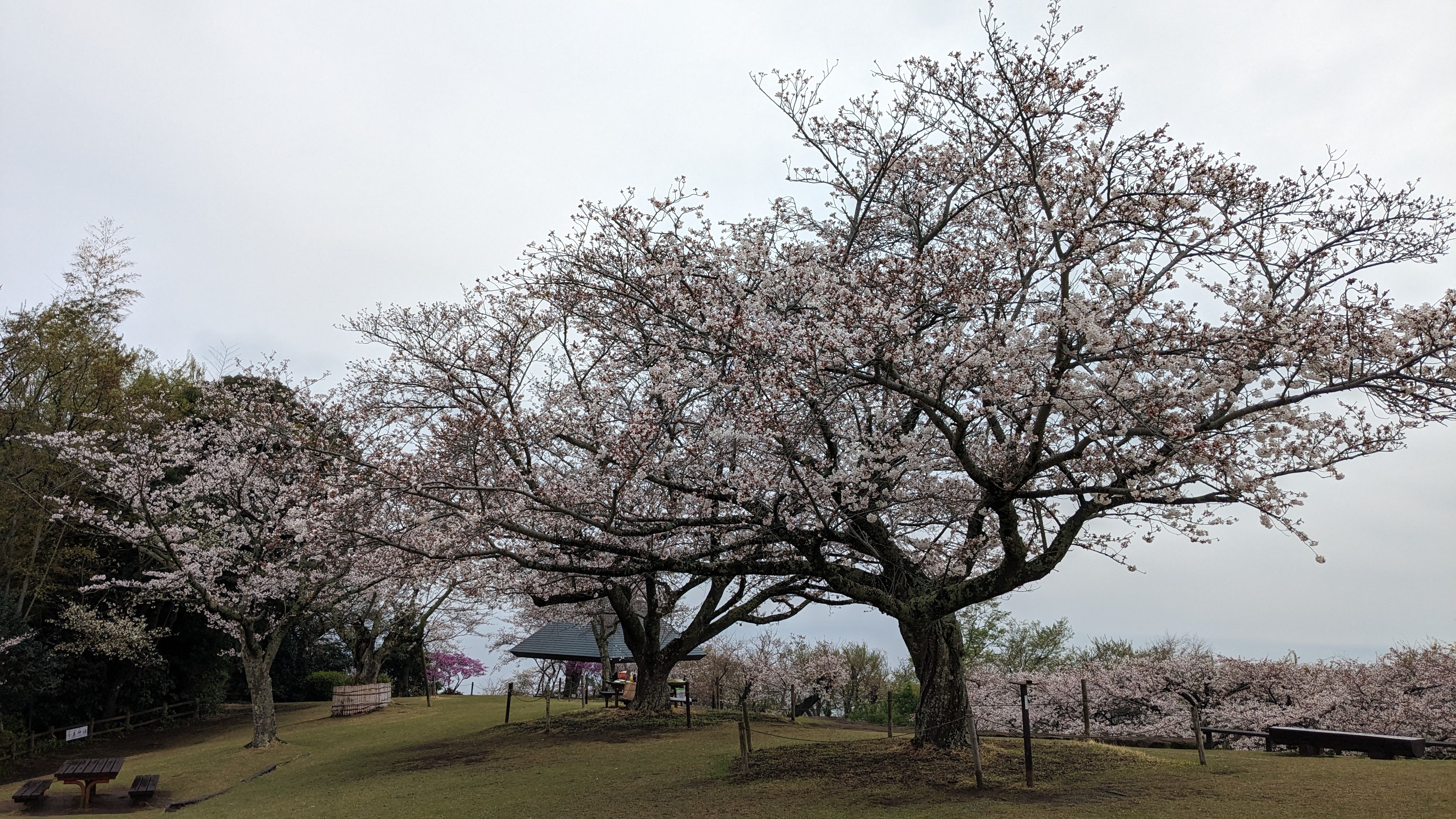 4月5日桜1