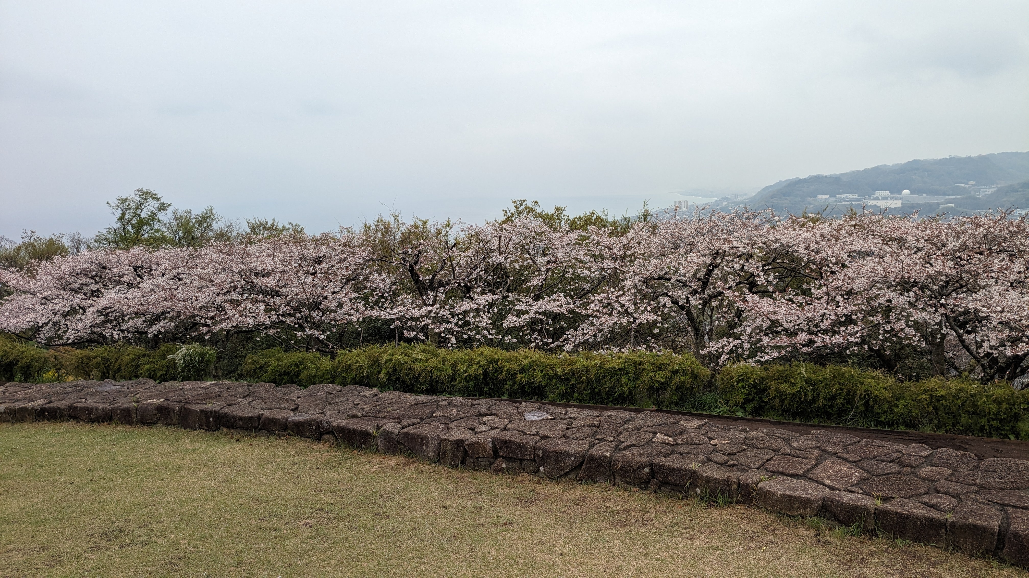 4月5日桜2