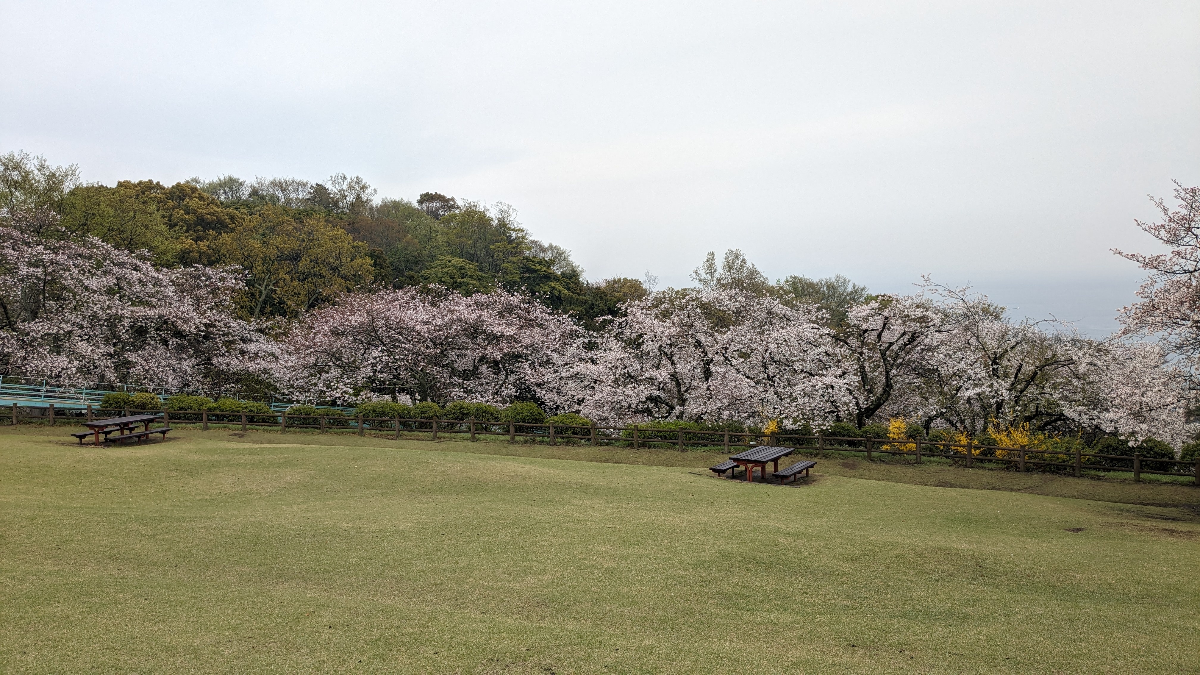 4月5日桜3
