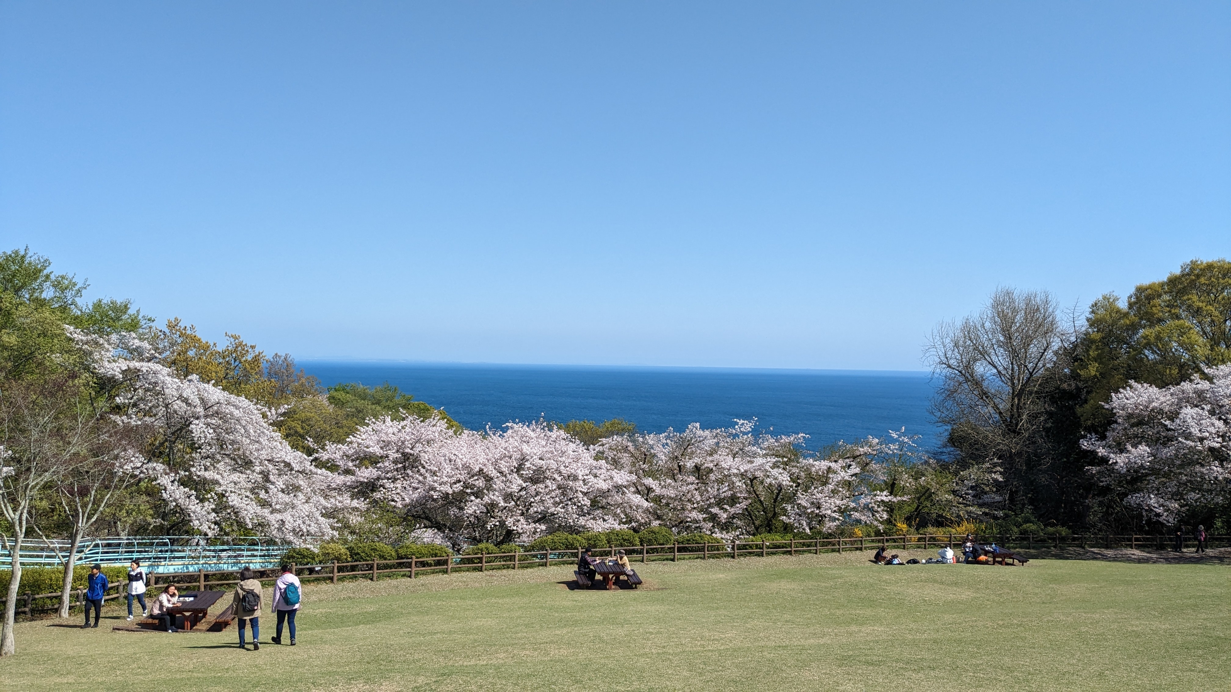 4月10日桜2