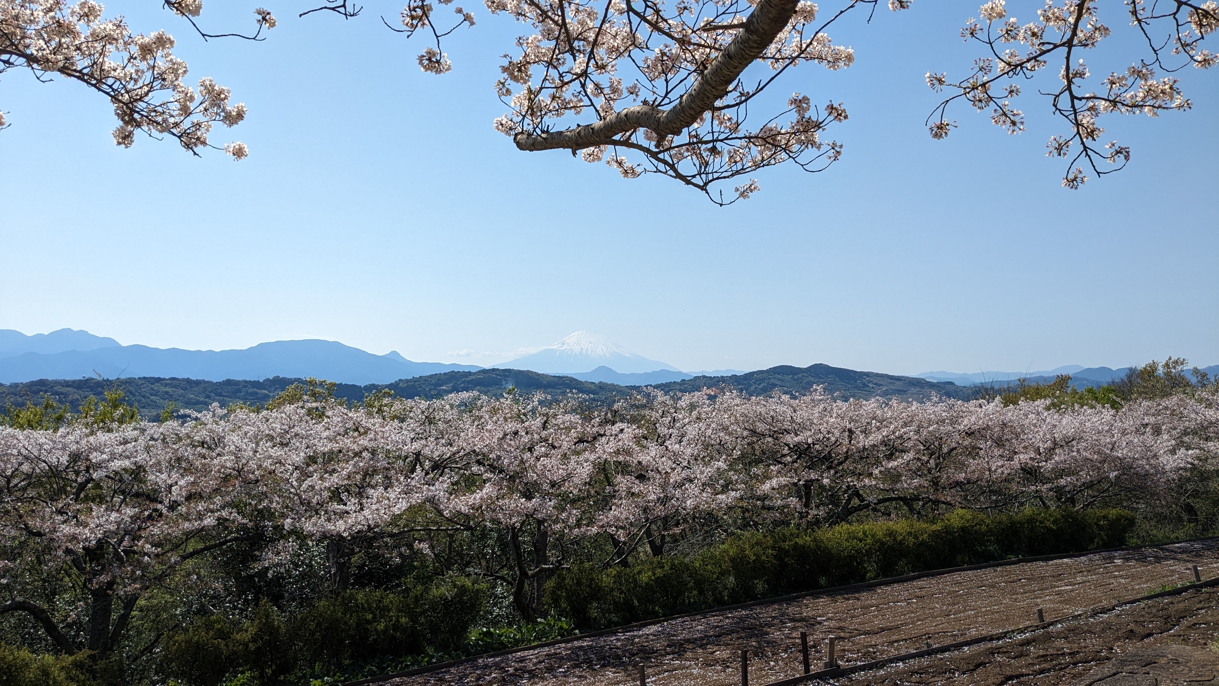 4月10日桜1