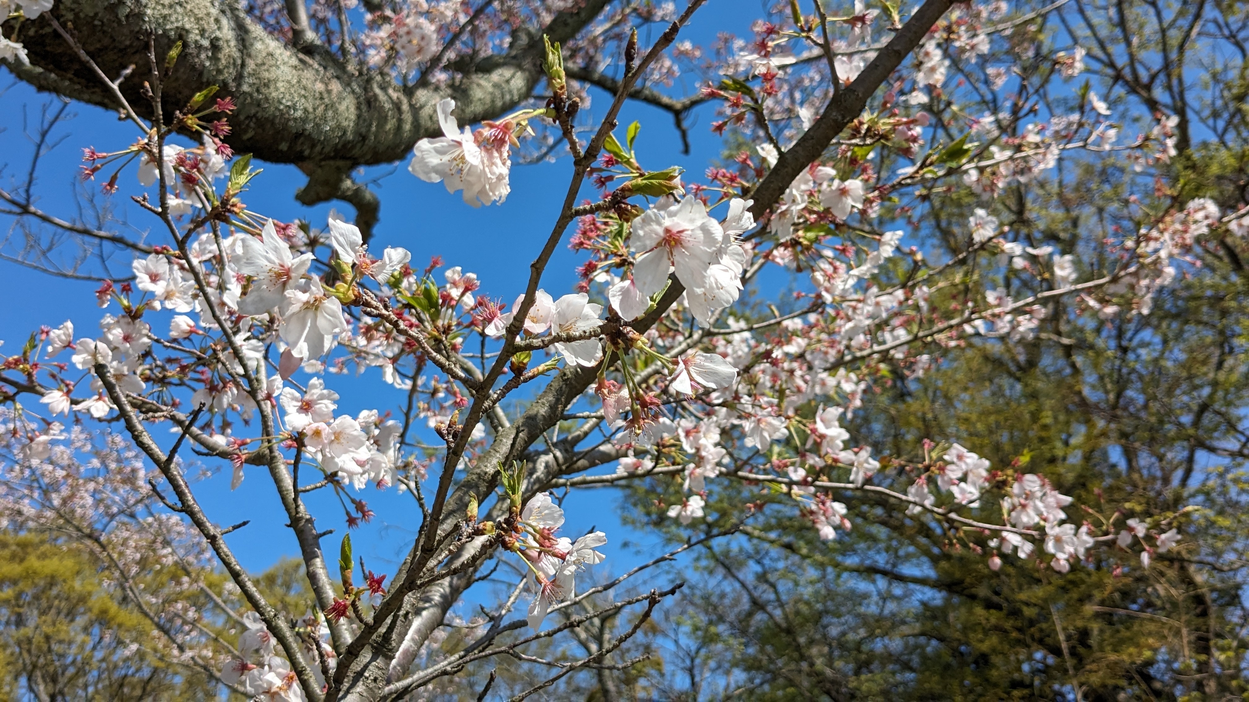 4月10日桜3